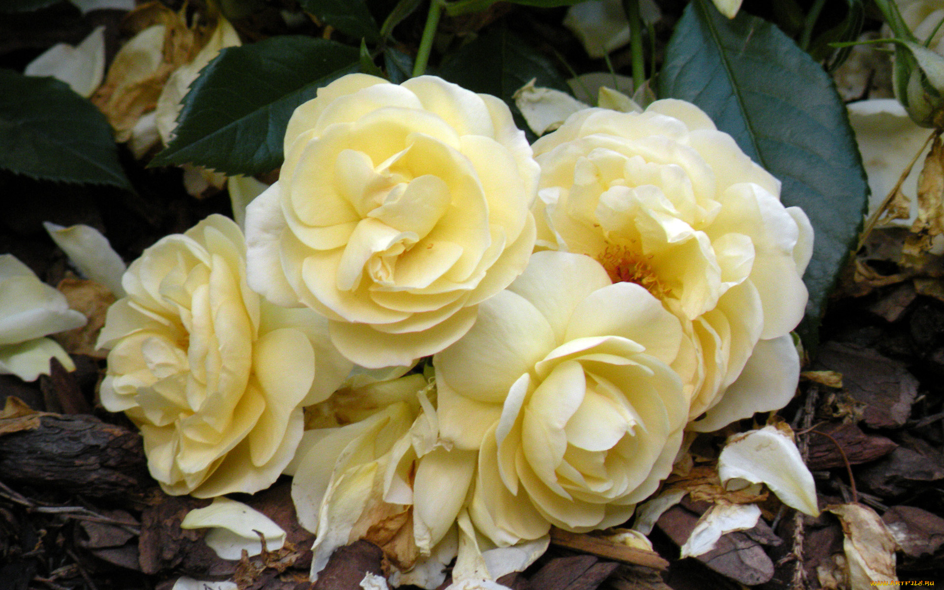 цветы, розы