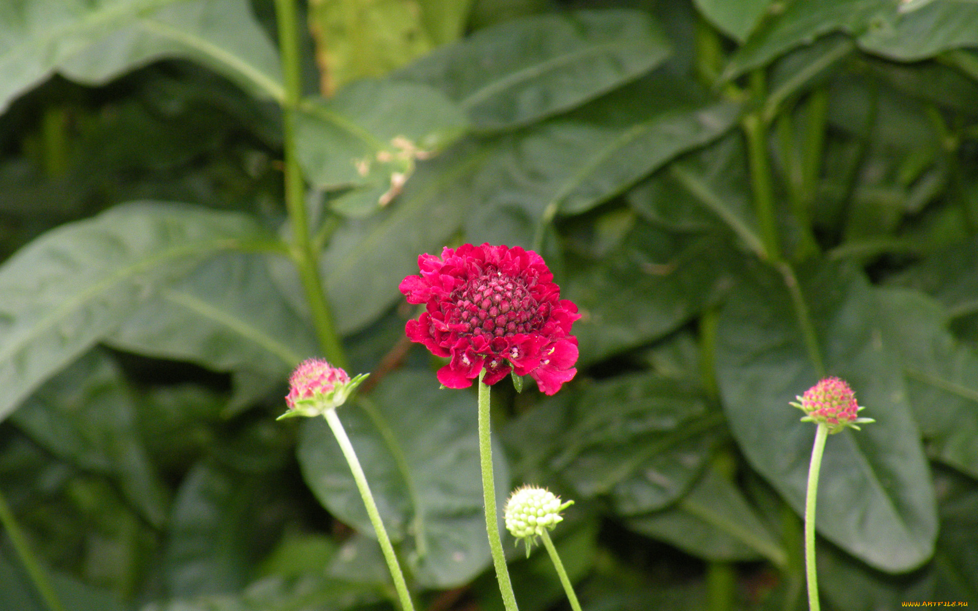 цветы, скабиоза