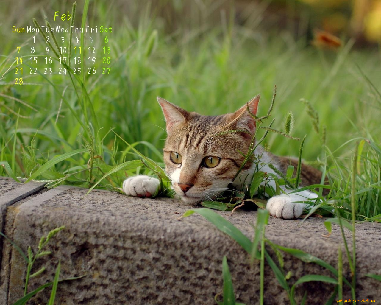 календари, животные