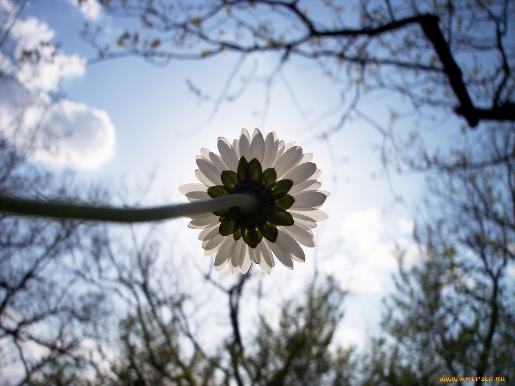 цветы, ромашки