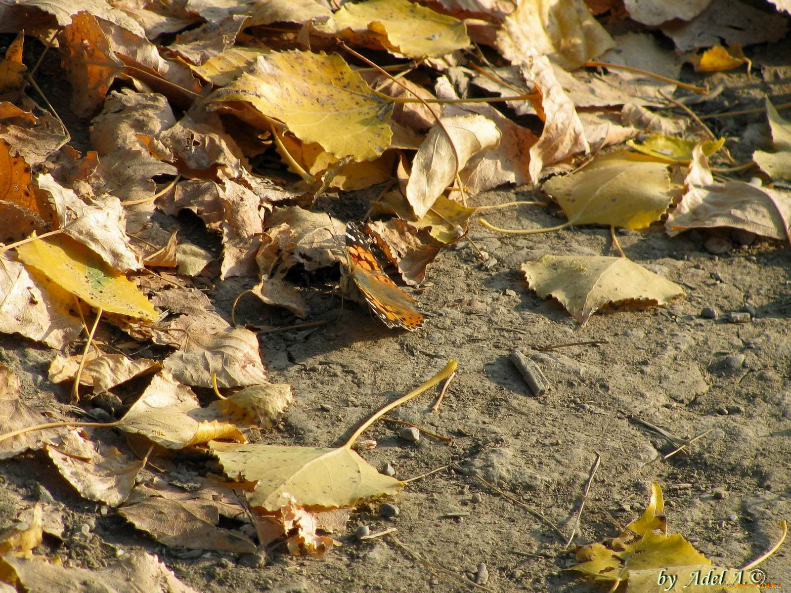 животные, бабочки