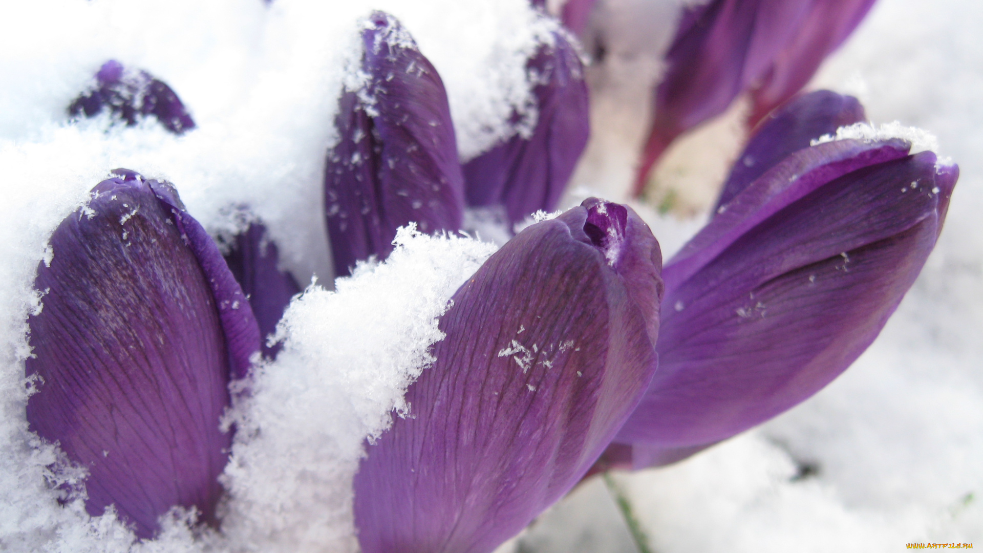 цветы, крокусы