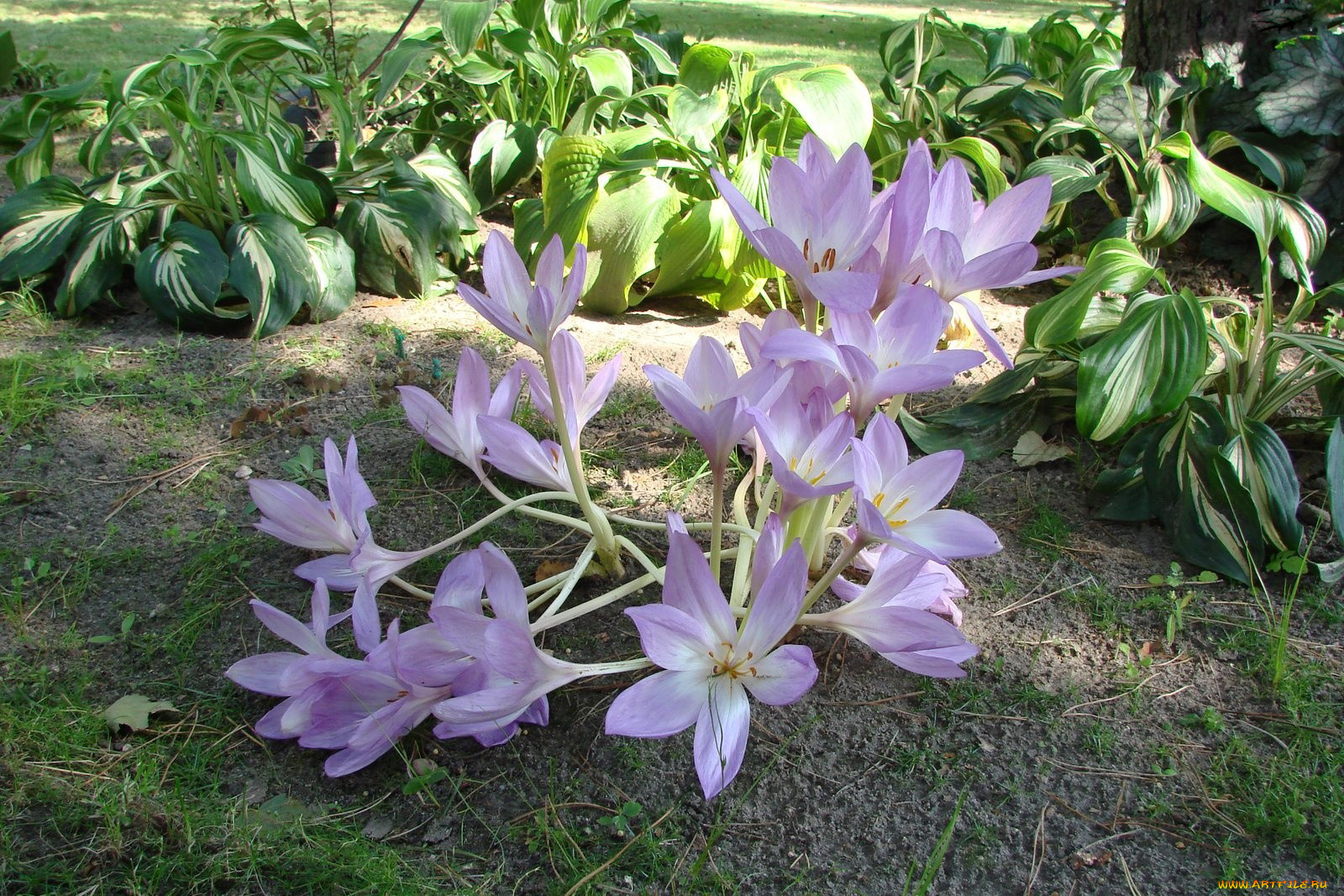 безвременник, осенний, цветы, крокусы, хрупкий, сиреневый