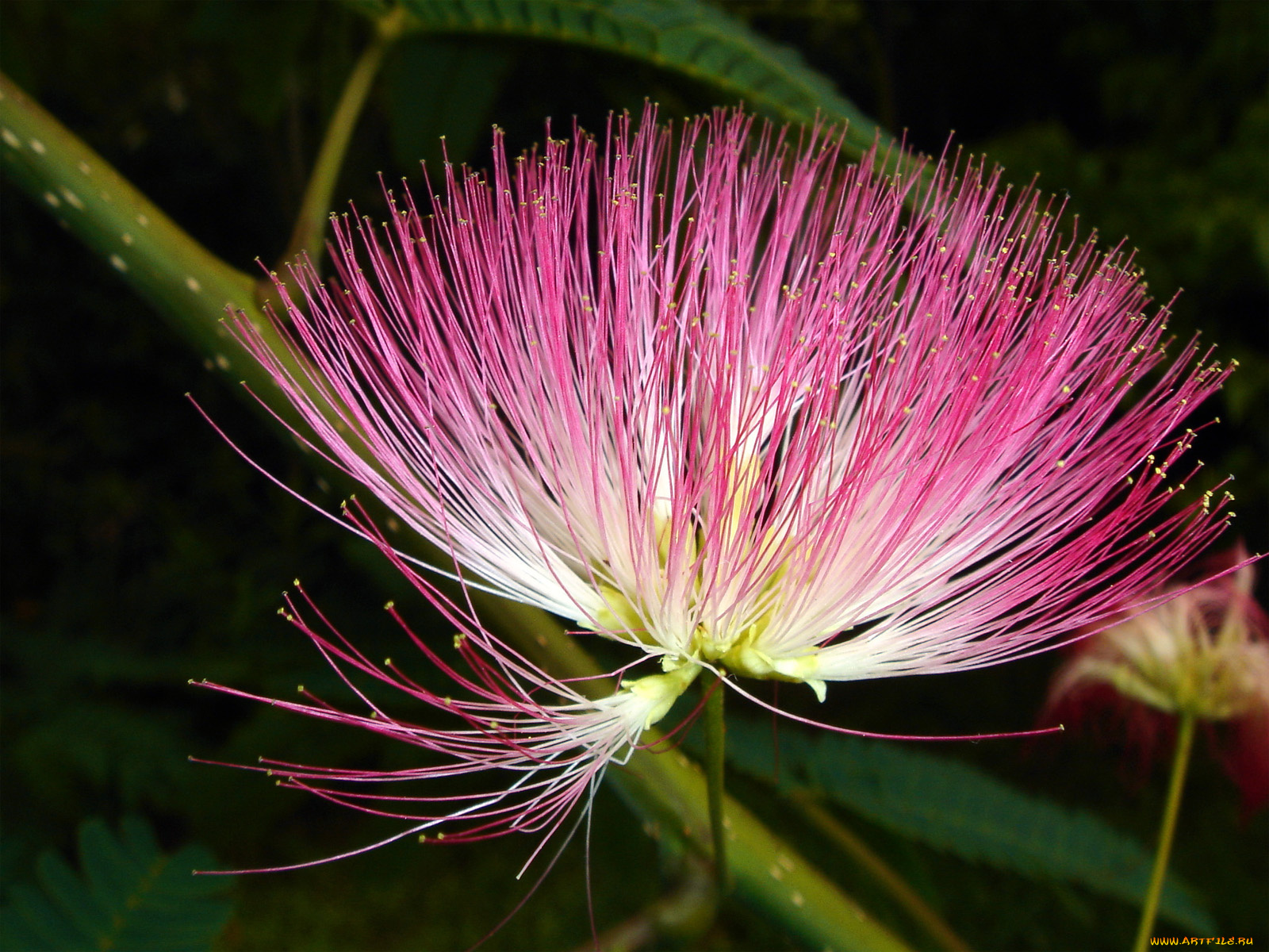 цветы, акация, лепестки