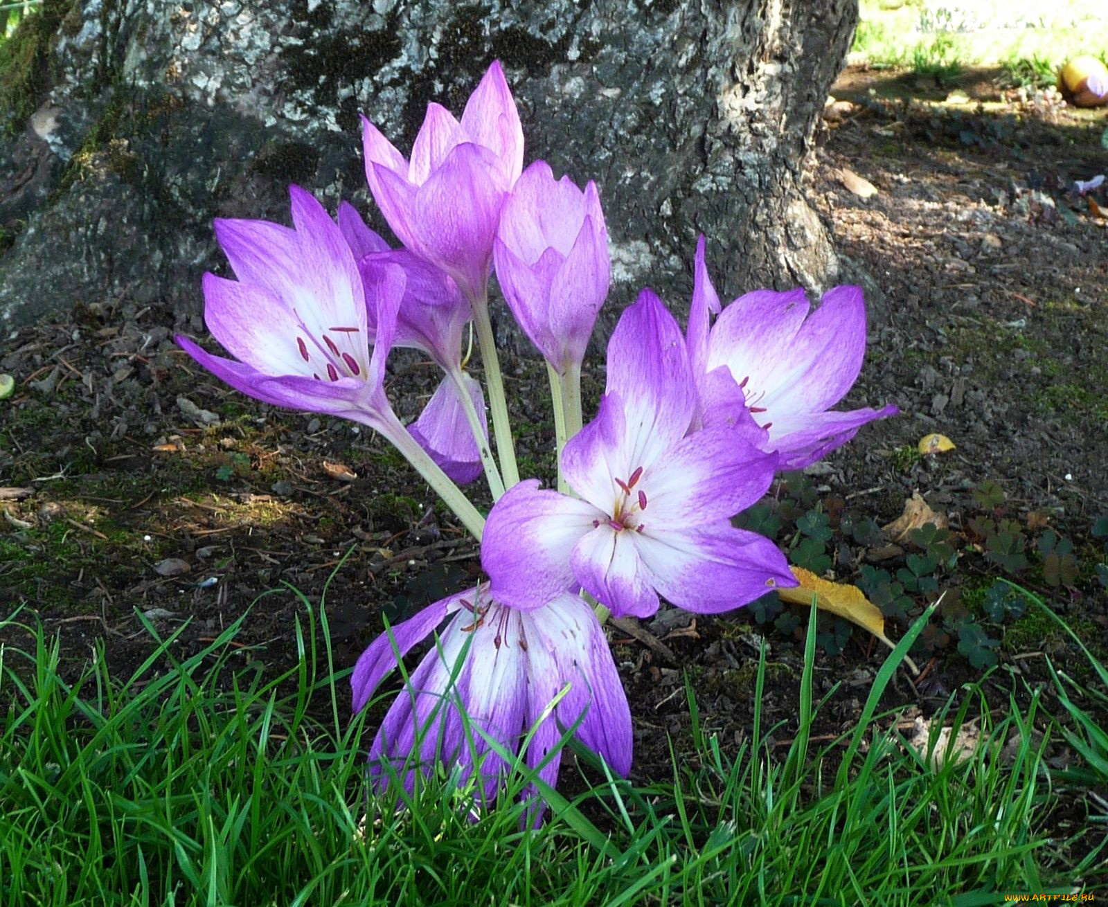 безвременник, осенний, цветы, крокусы, трава