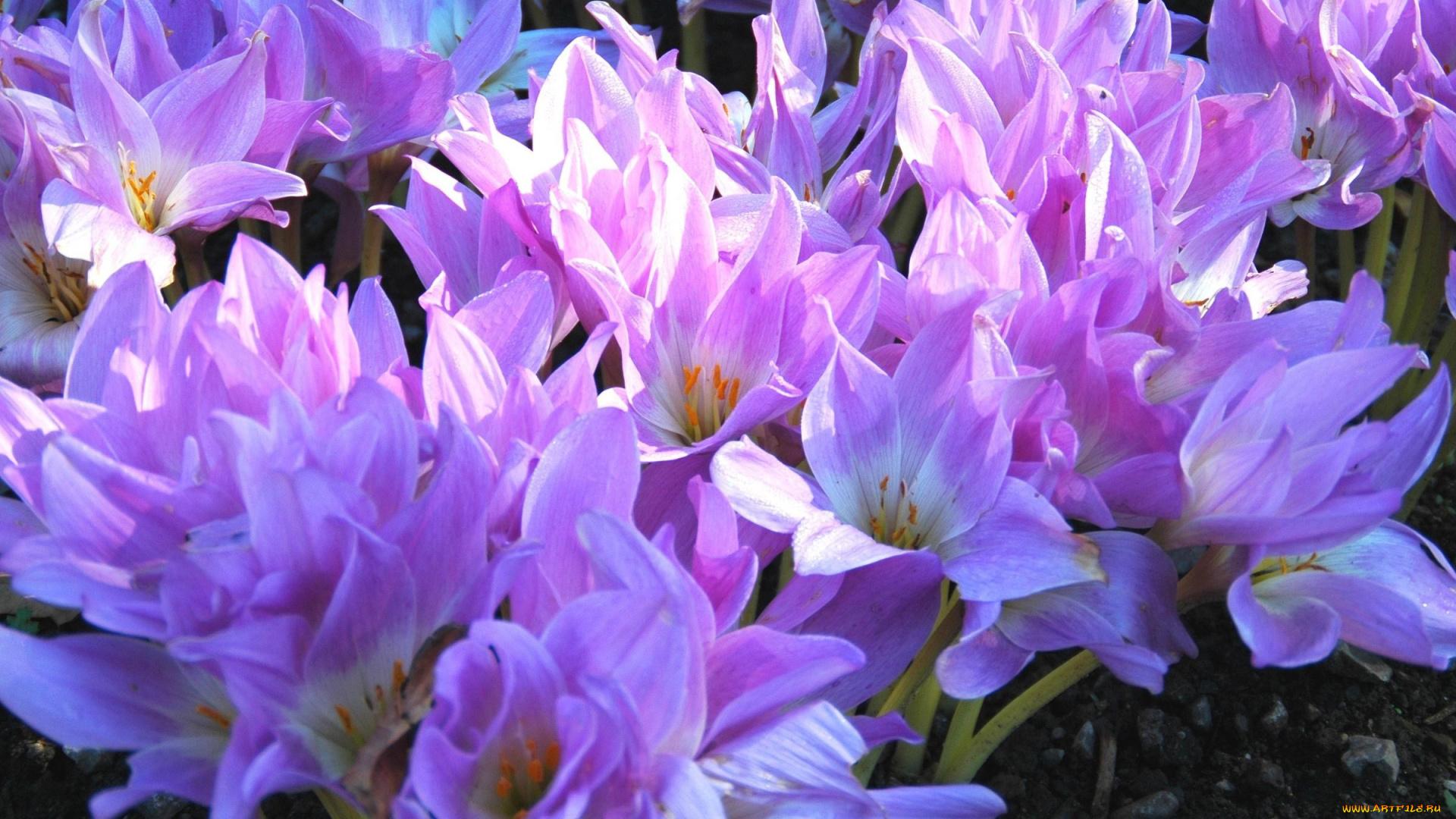 безвременник, осенний, цветы, крокусы, сиреневый, нежный, много