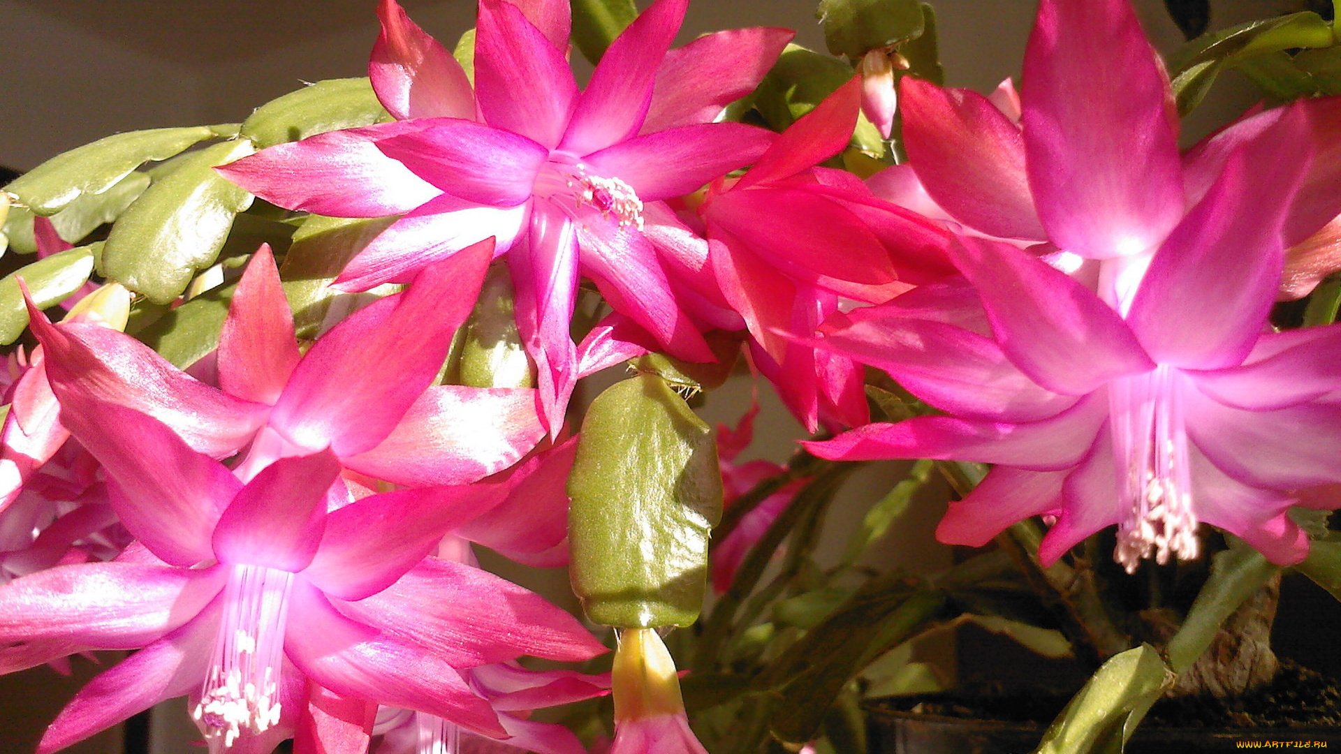 цветы, кактусы, розовый