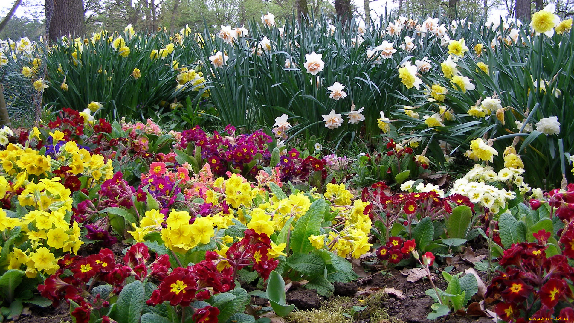 цветы, разные, вместе, примулы, нарциссы, много, весна