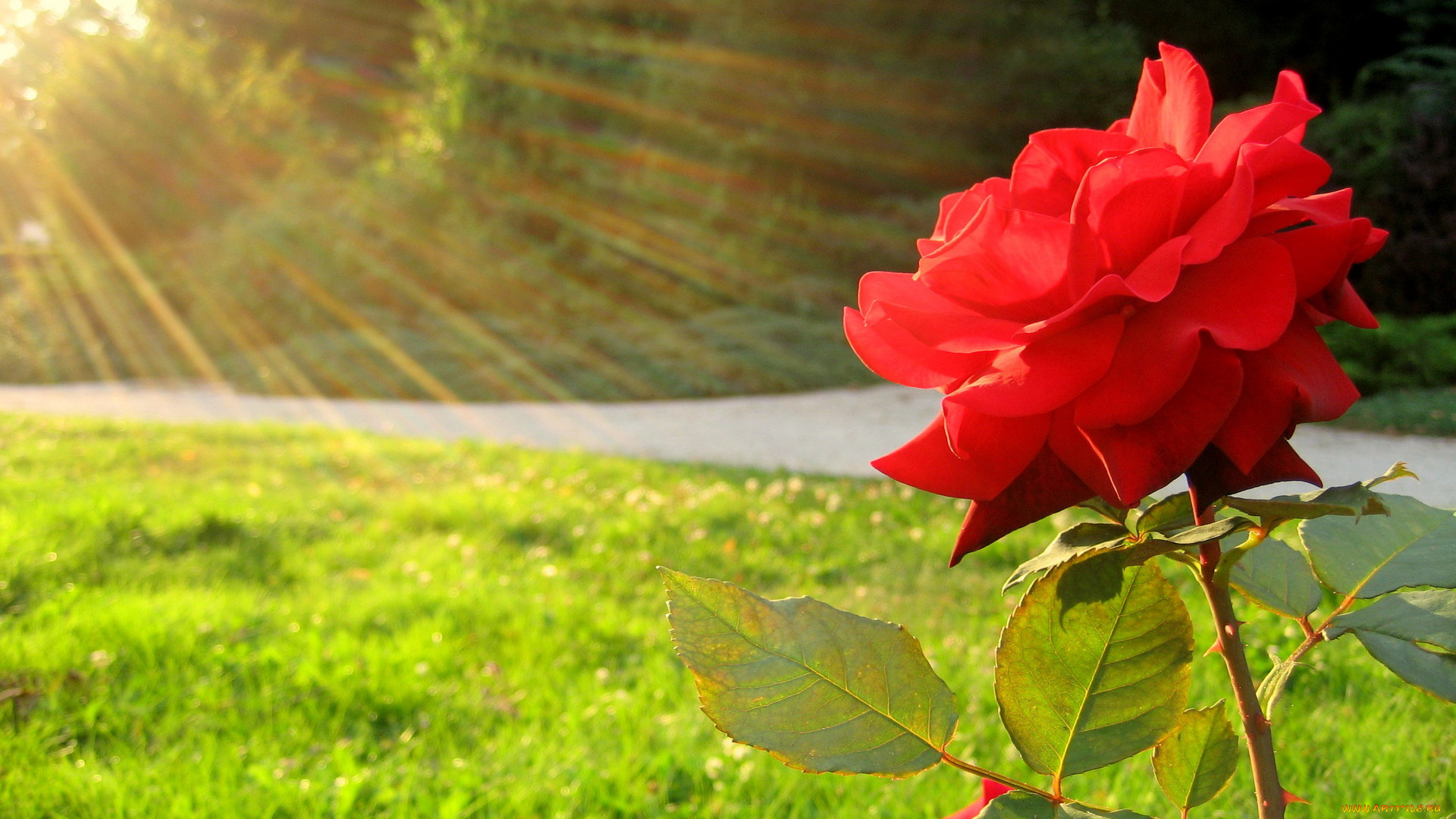 цветы, розы, роза, лучи, трава
