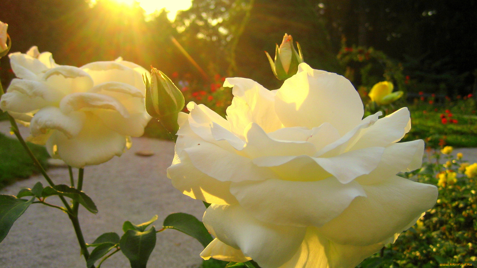 цветы, розы, солнце, парк