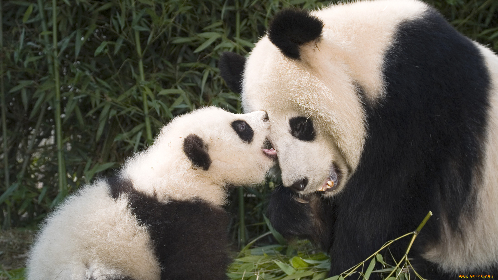 животные, панды, панда