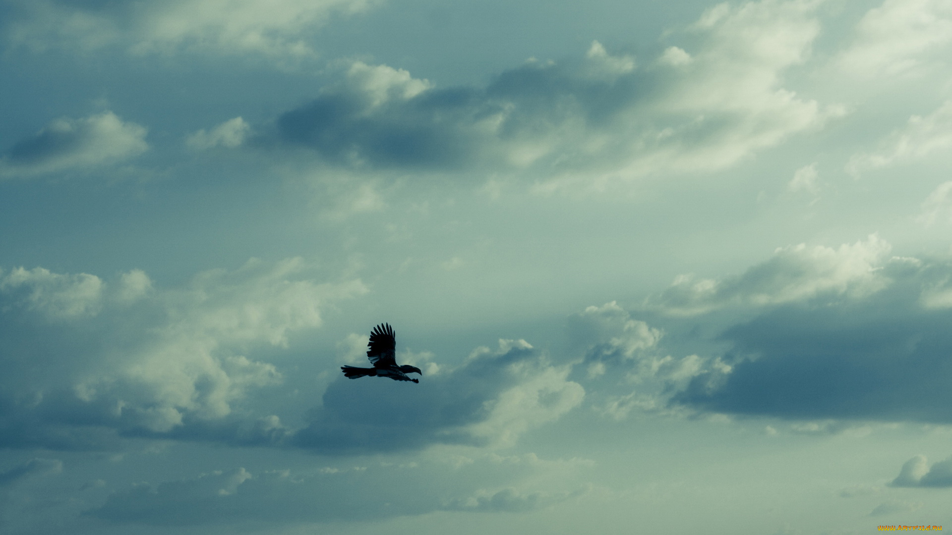 животные, птицы, хищники, тучи, птица