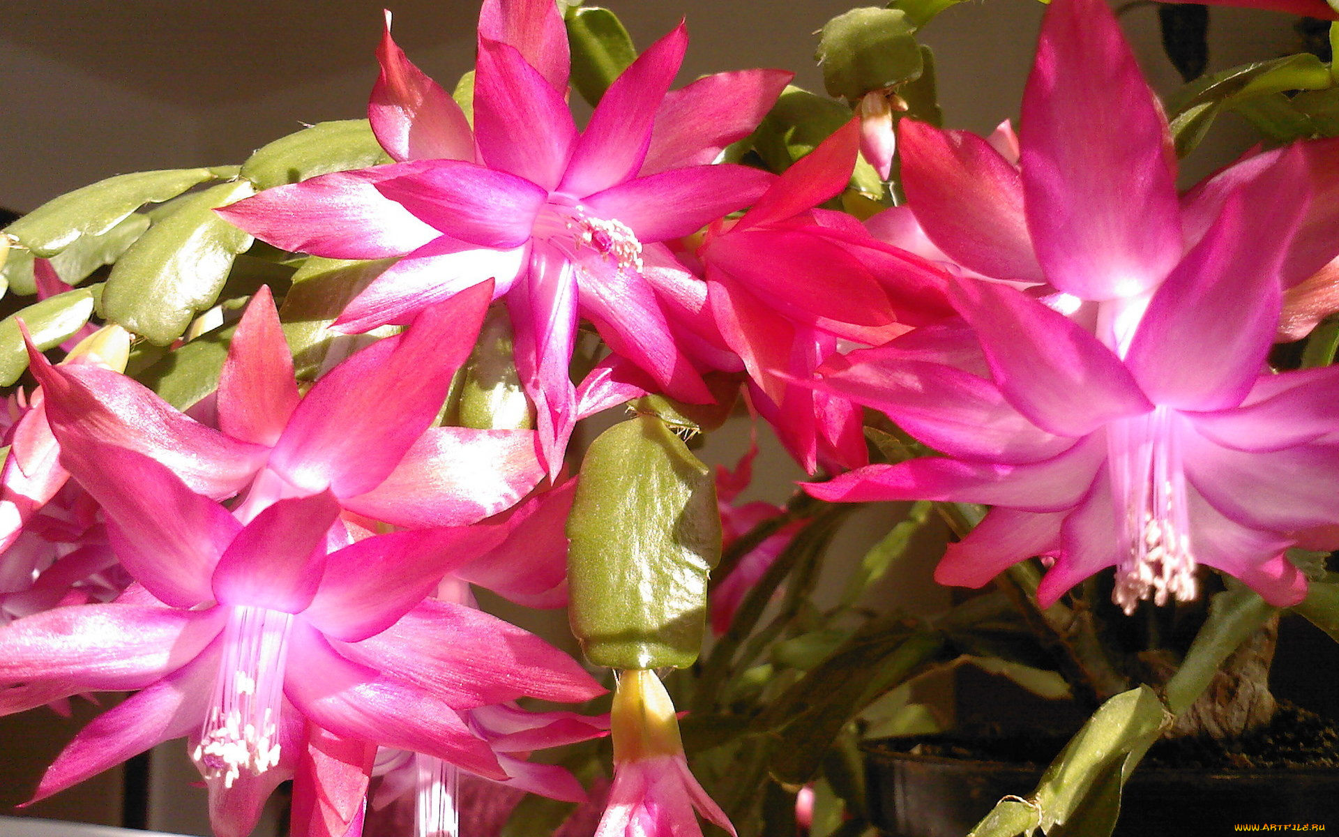 цветы, кактусы, розовый