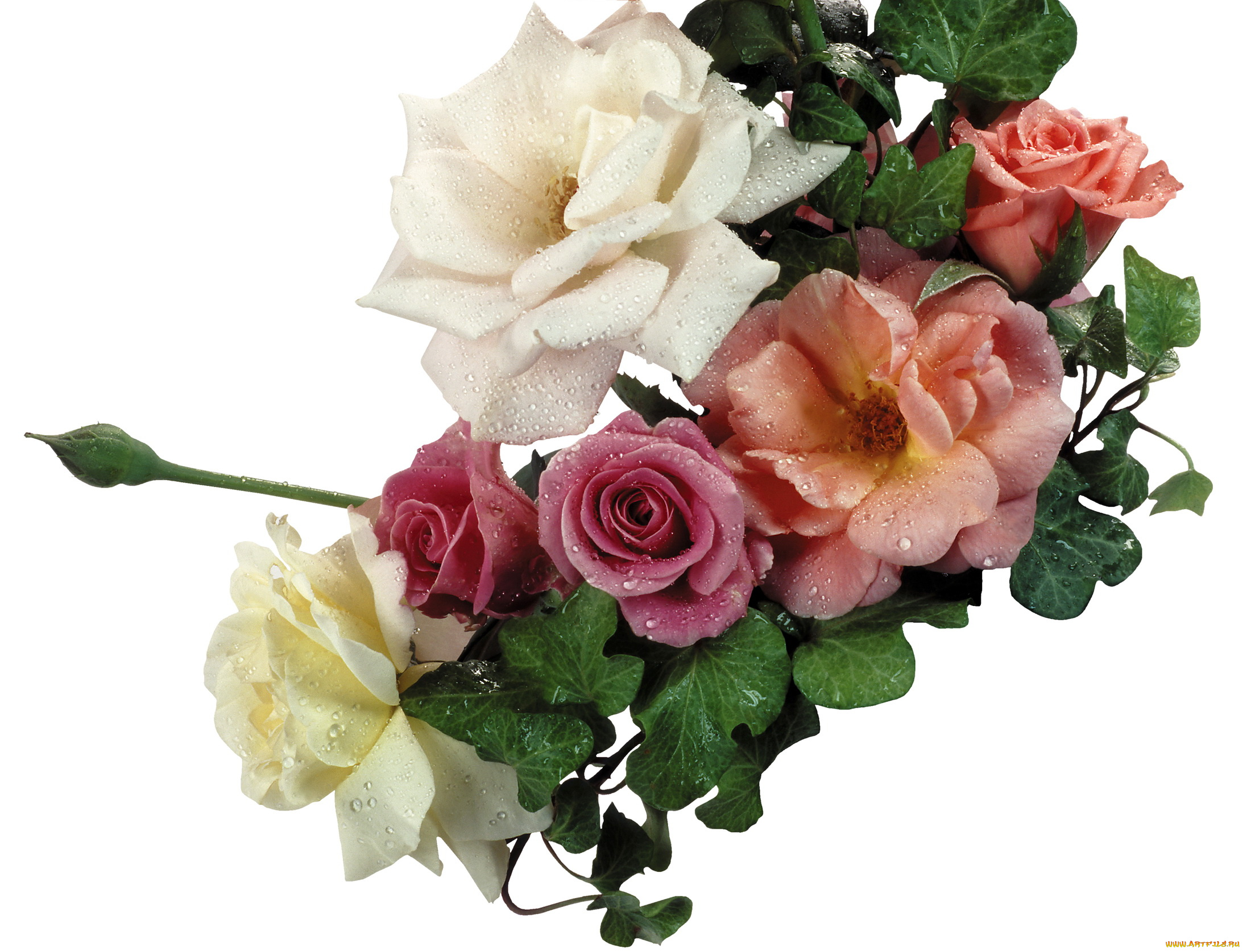 цветы, розы, листья, капли