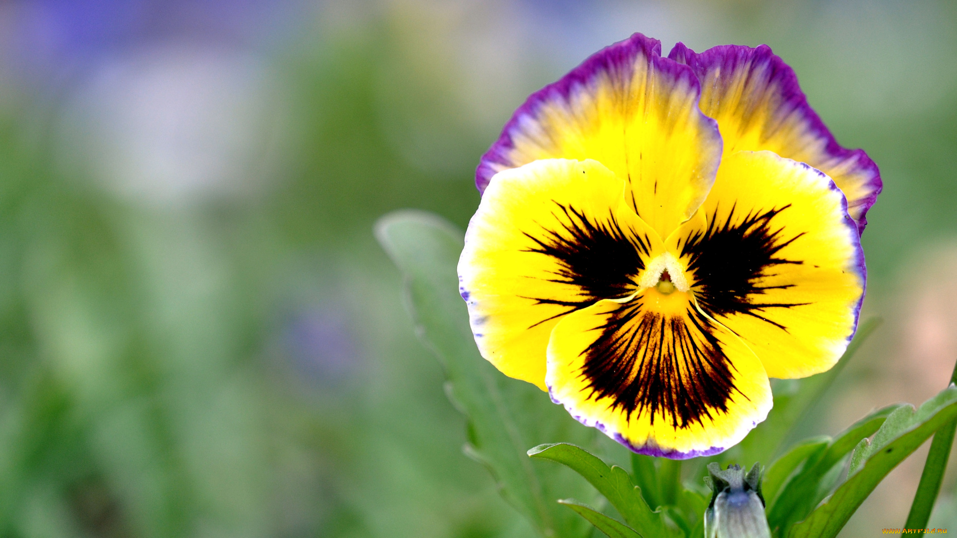 цветы, анютины, глазки, садовые, фиалки, виола