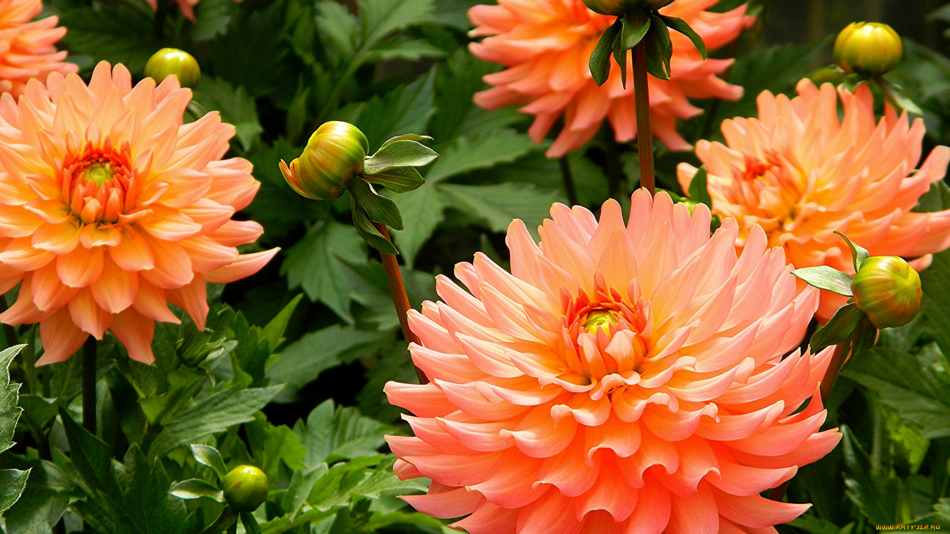 цветы, георгины, оранжевый, шары