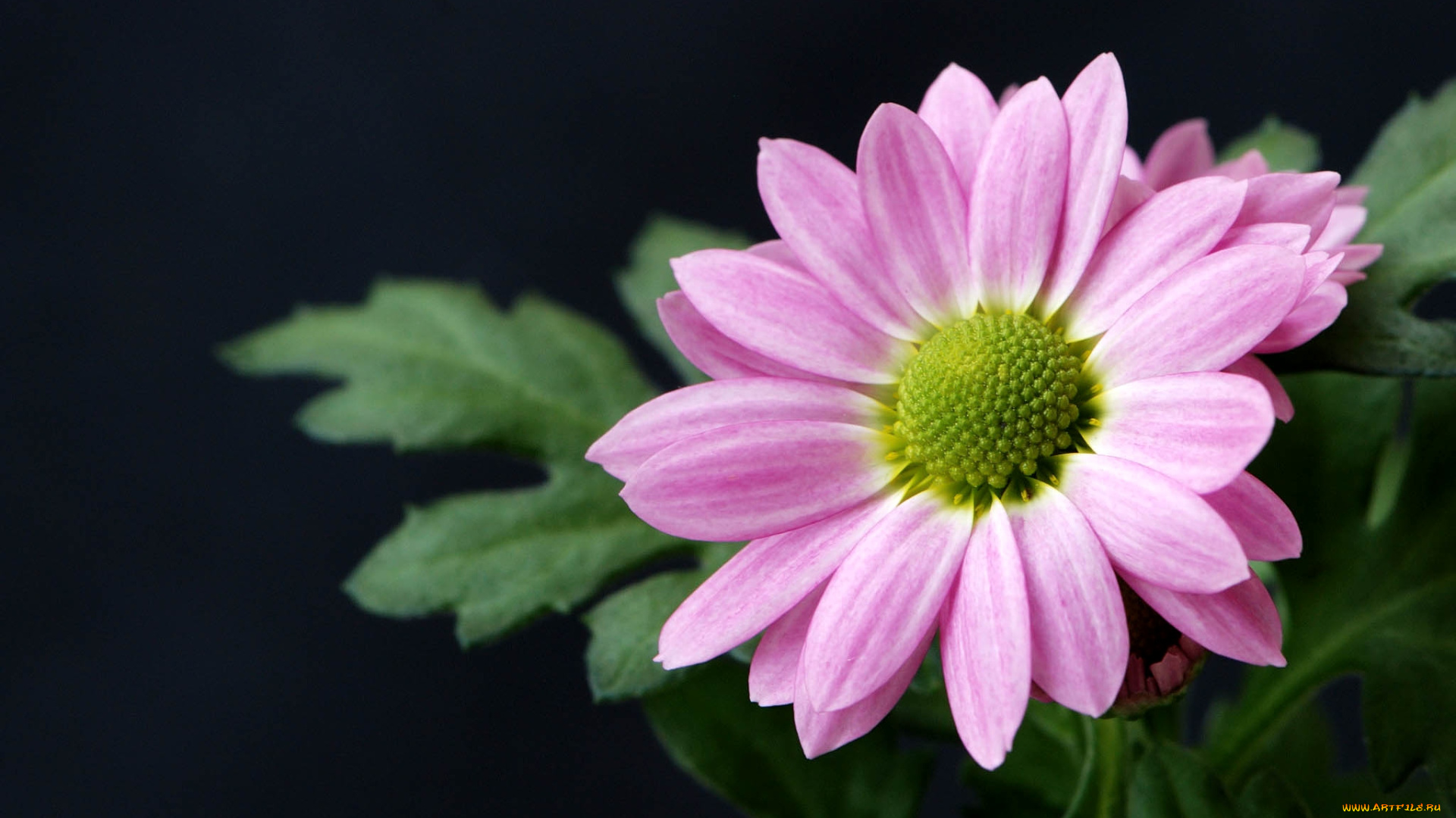 цветы, хризантемы, розовый, макро