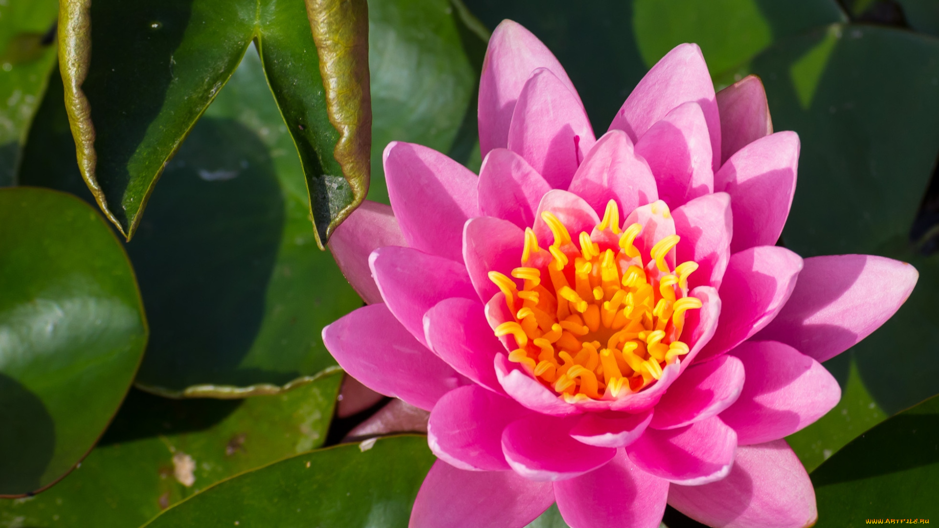 цветы, лилии, водяные, нимфеи, кувшинки, розовый