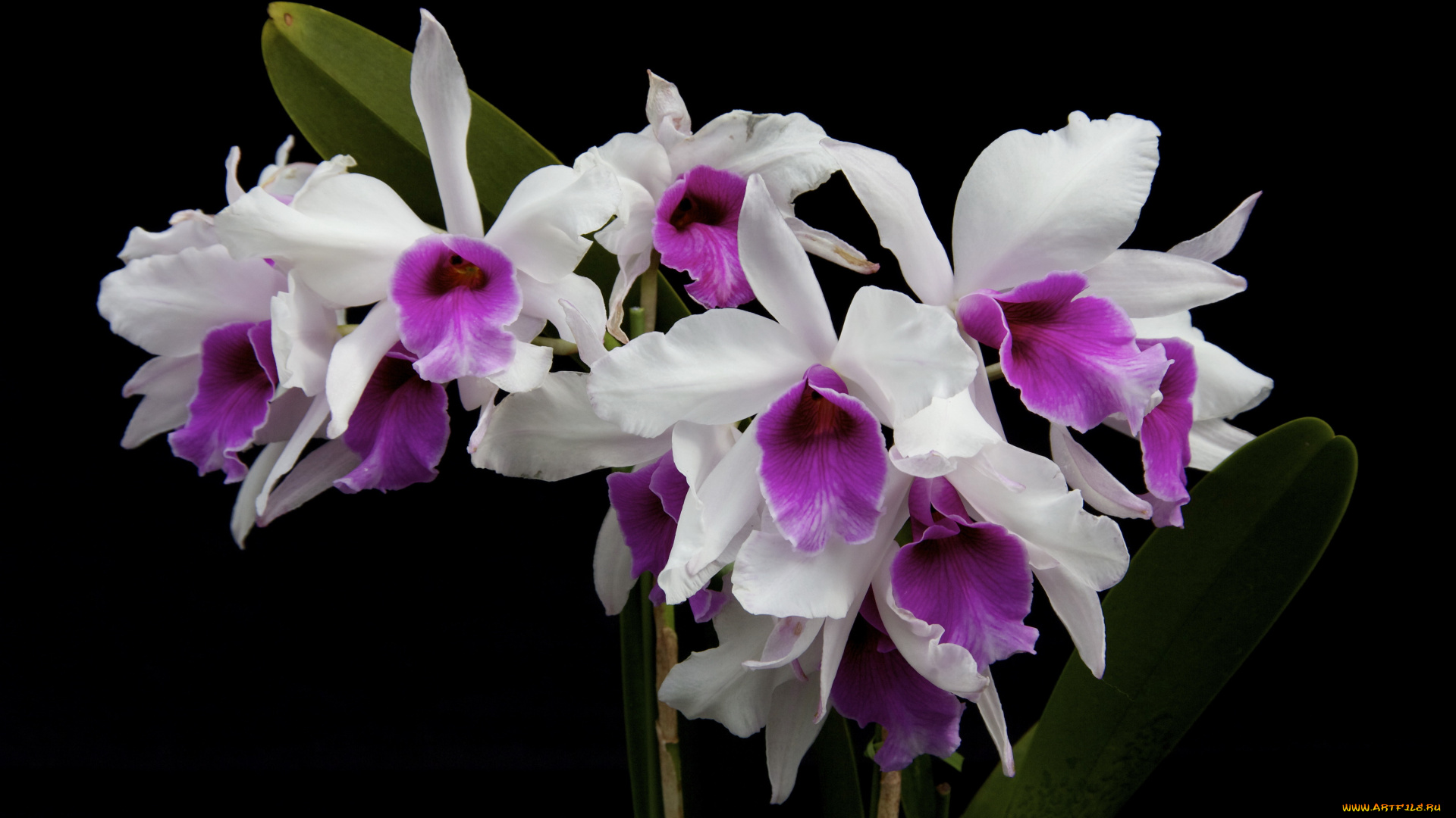 цветы, орхидеи