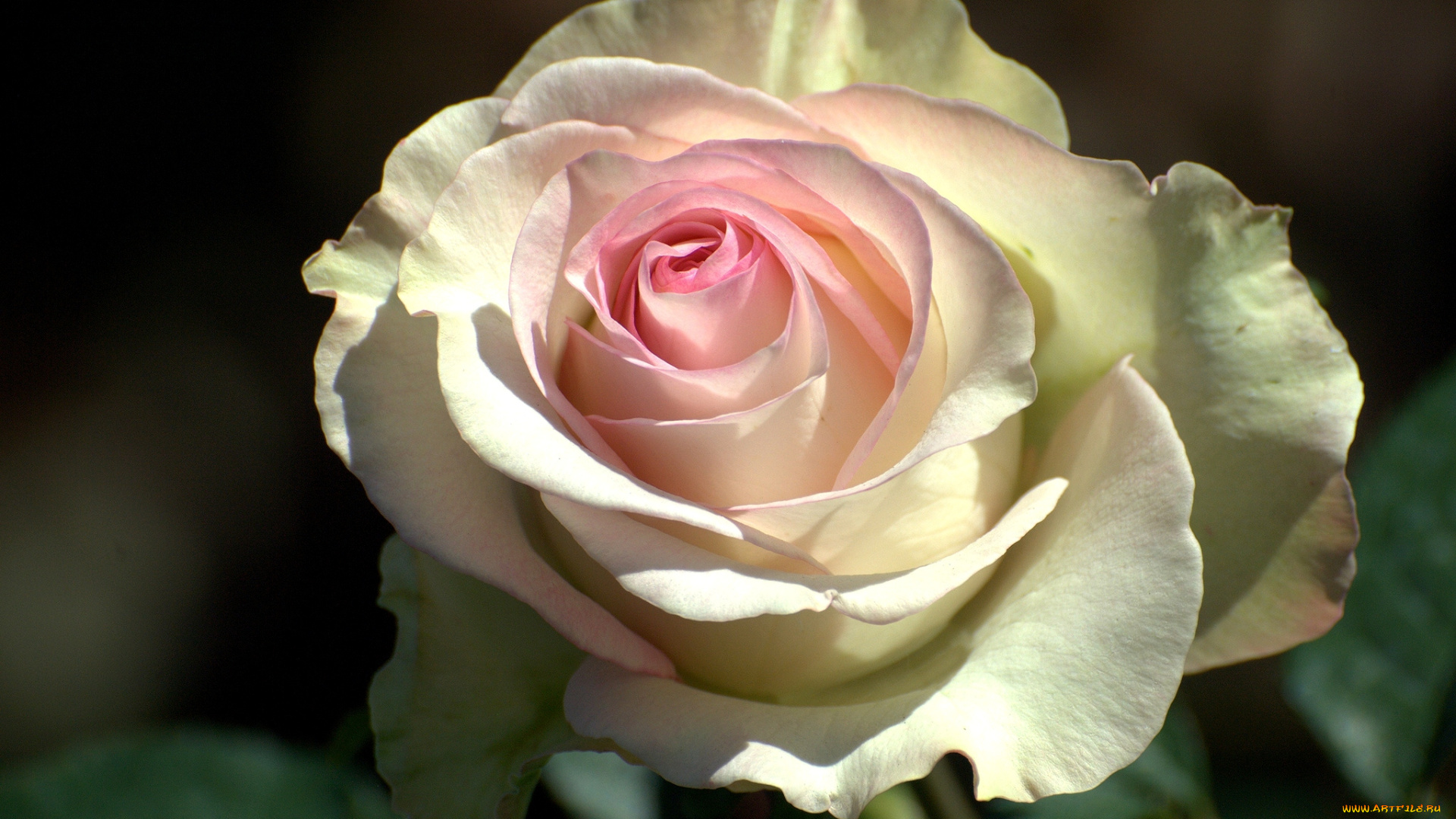 цветы, розы, лепестки