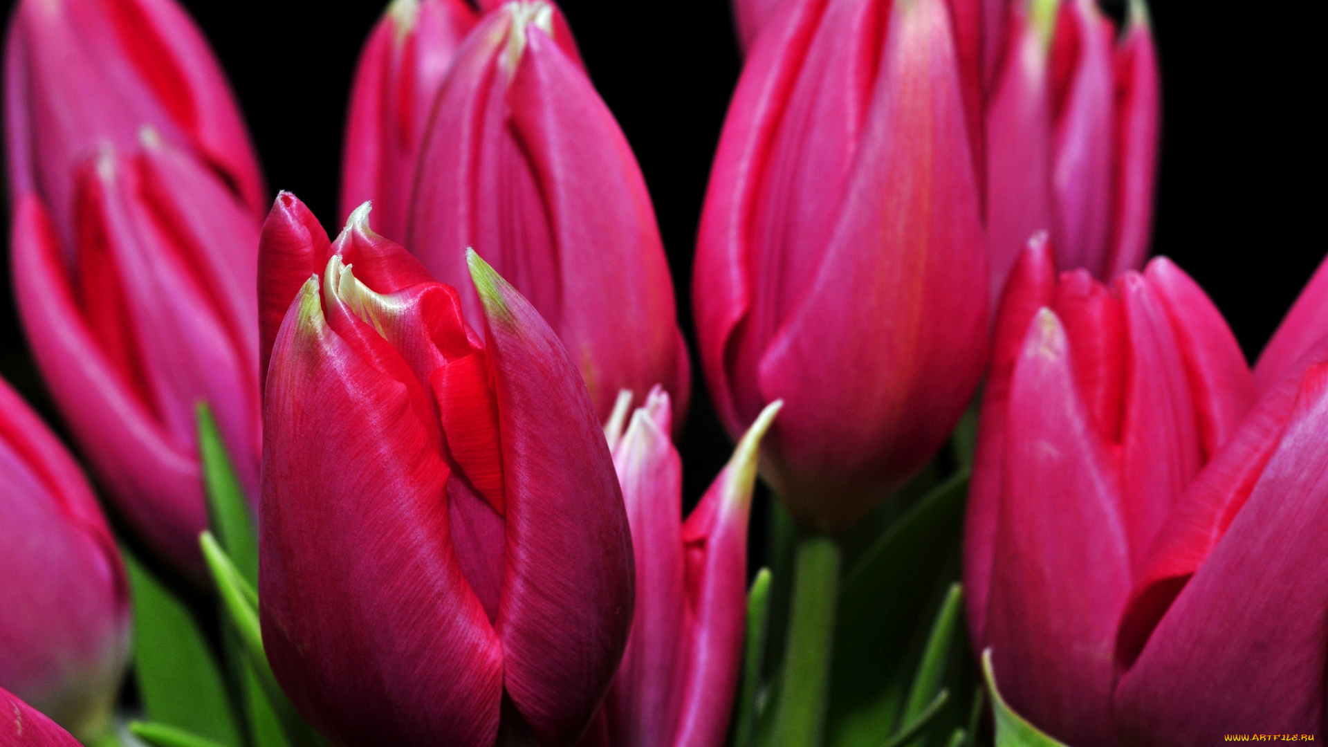 цветы, тюльпаны, бутоны, малиновый