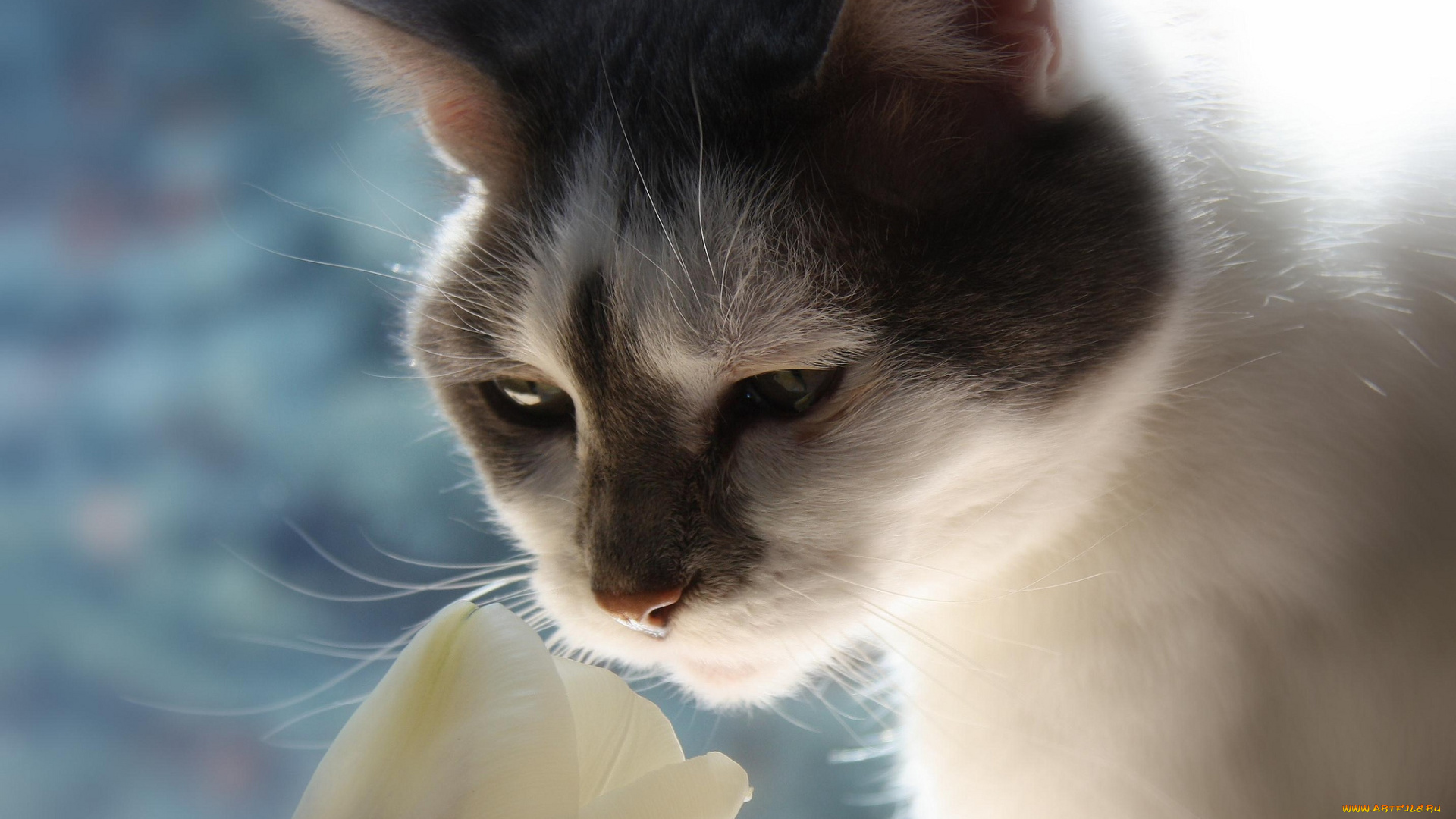 животные, коты, мордочка, тюльпан