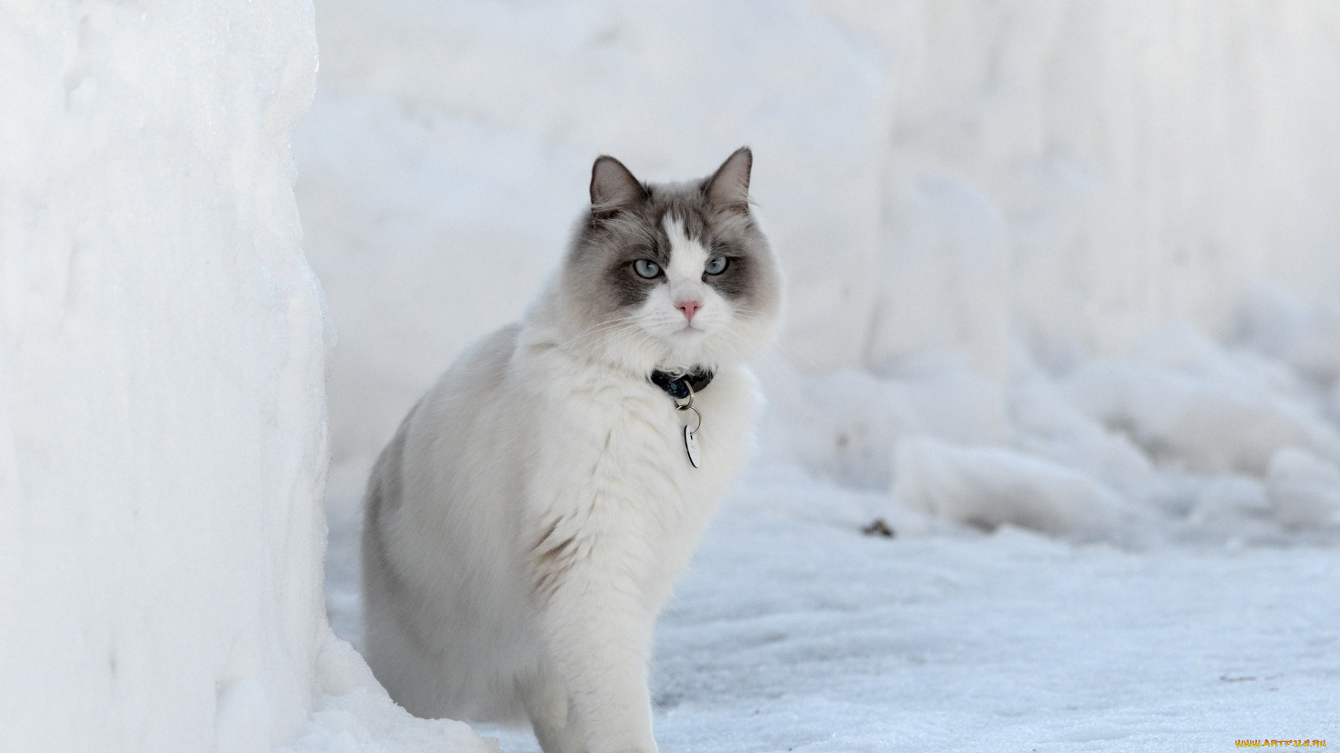 животные, коты, снег