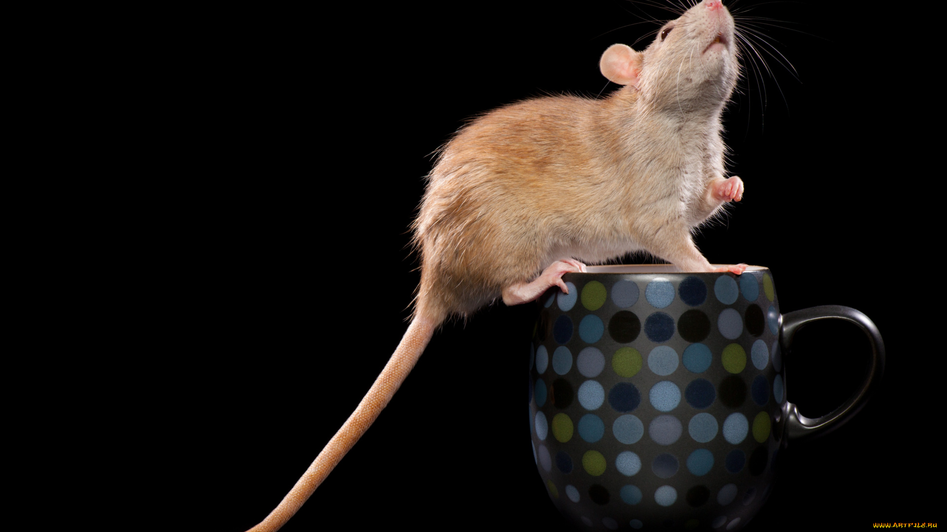 животные, крысы, мыши, чашка, хвост