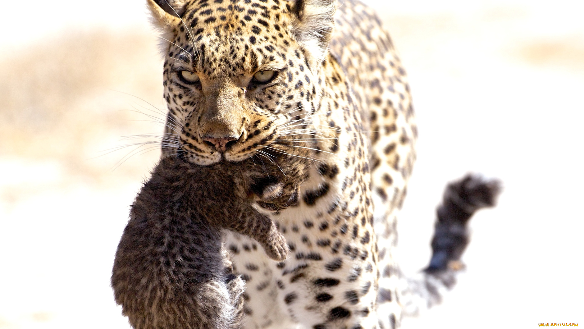 животные, леопарды, мама, переноска, малыш