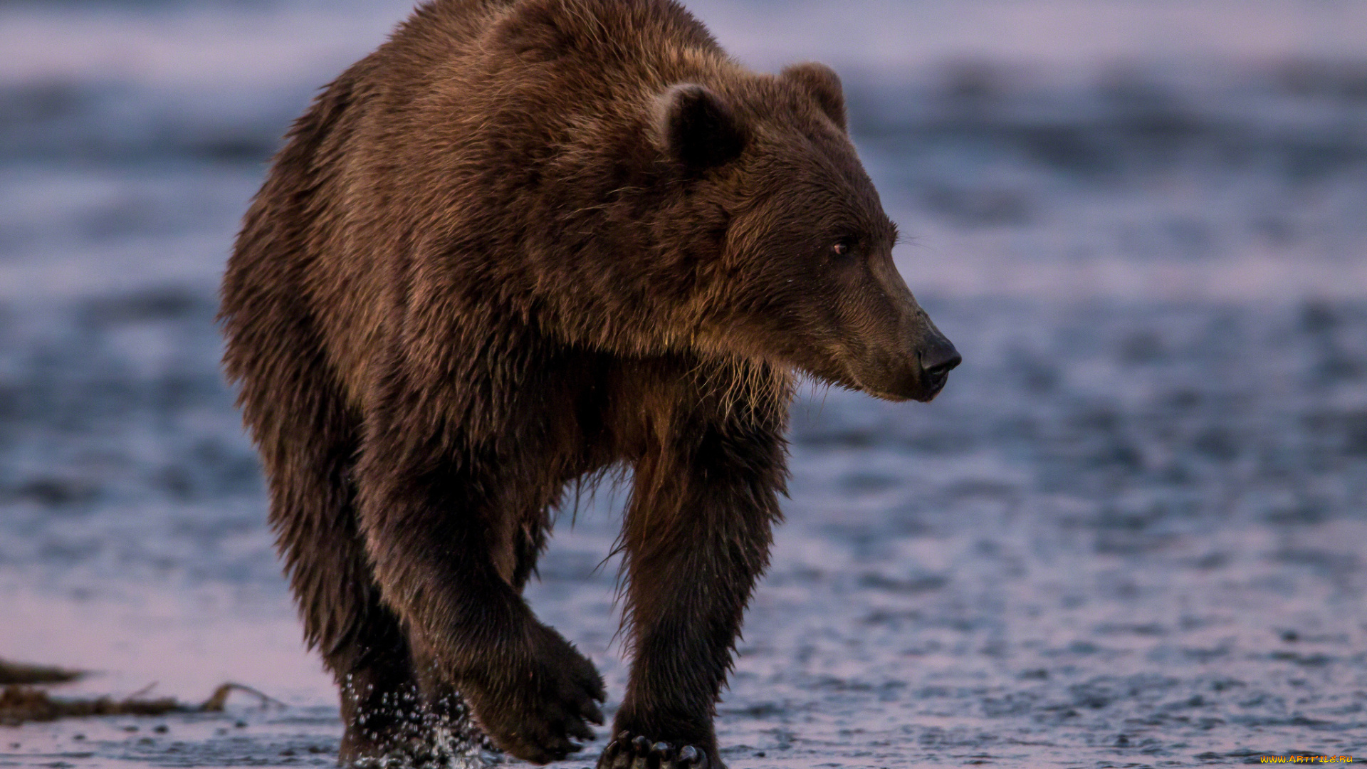 животные, медведи, топтыгин