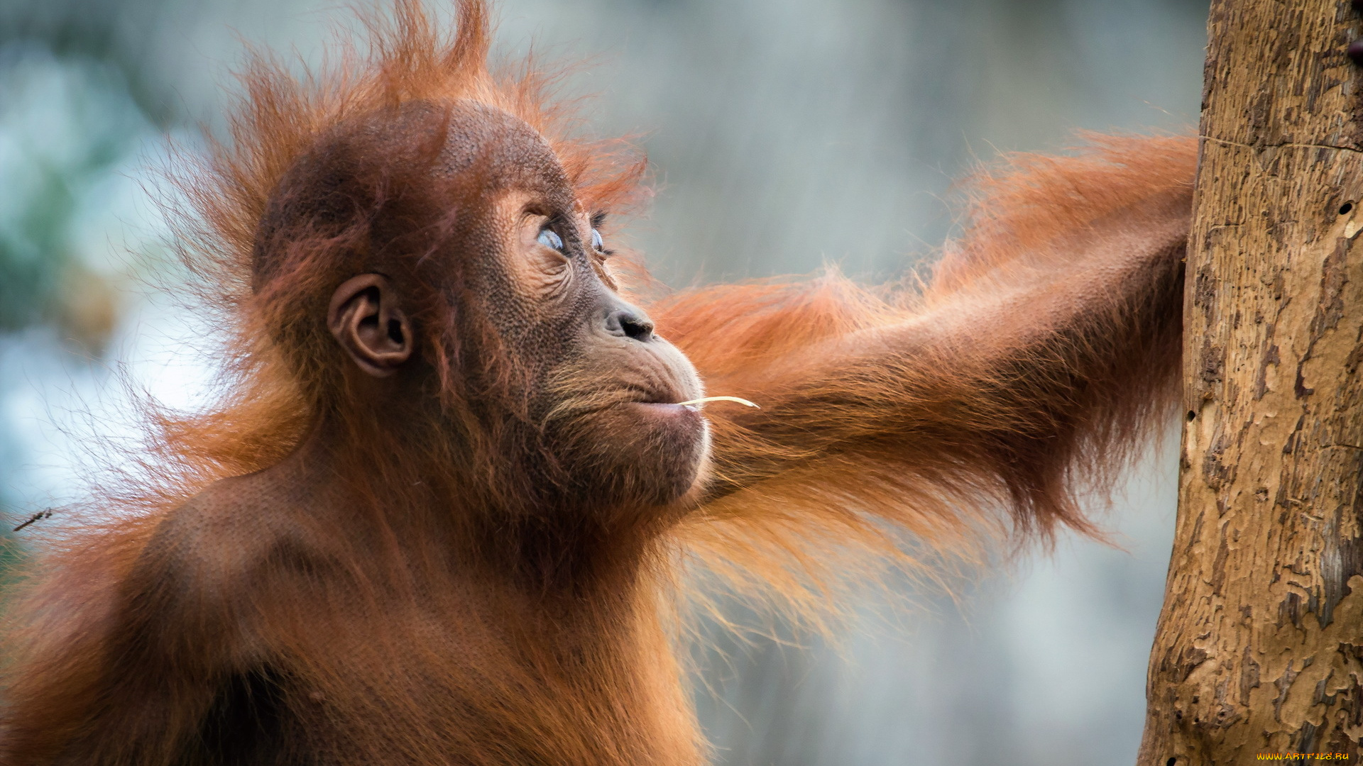 животные, обезьяны, фон, природа, обезьяна