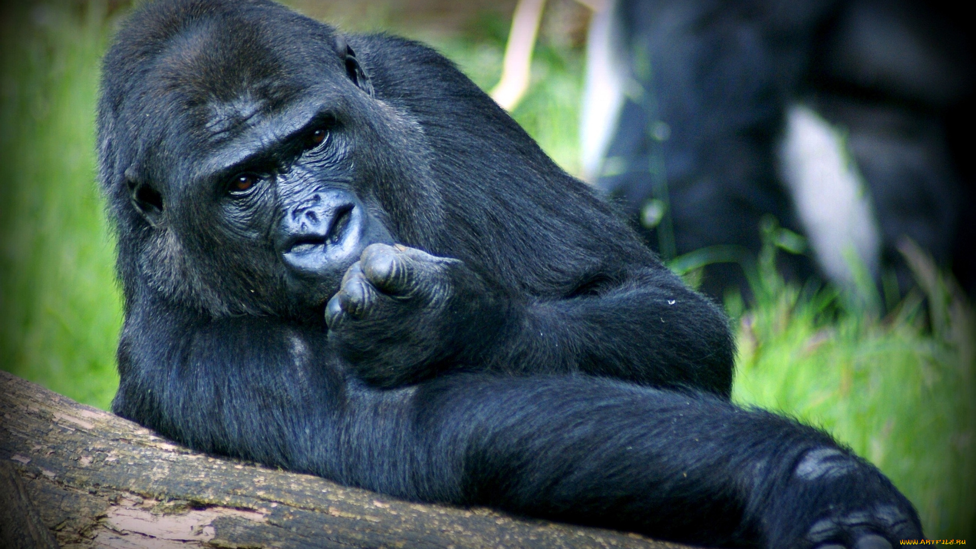 животные, обезьяны, горилла
