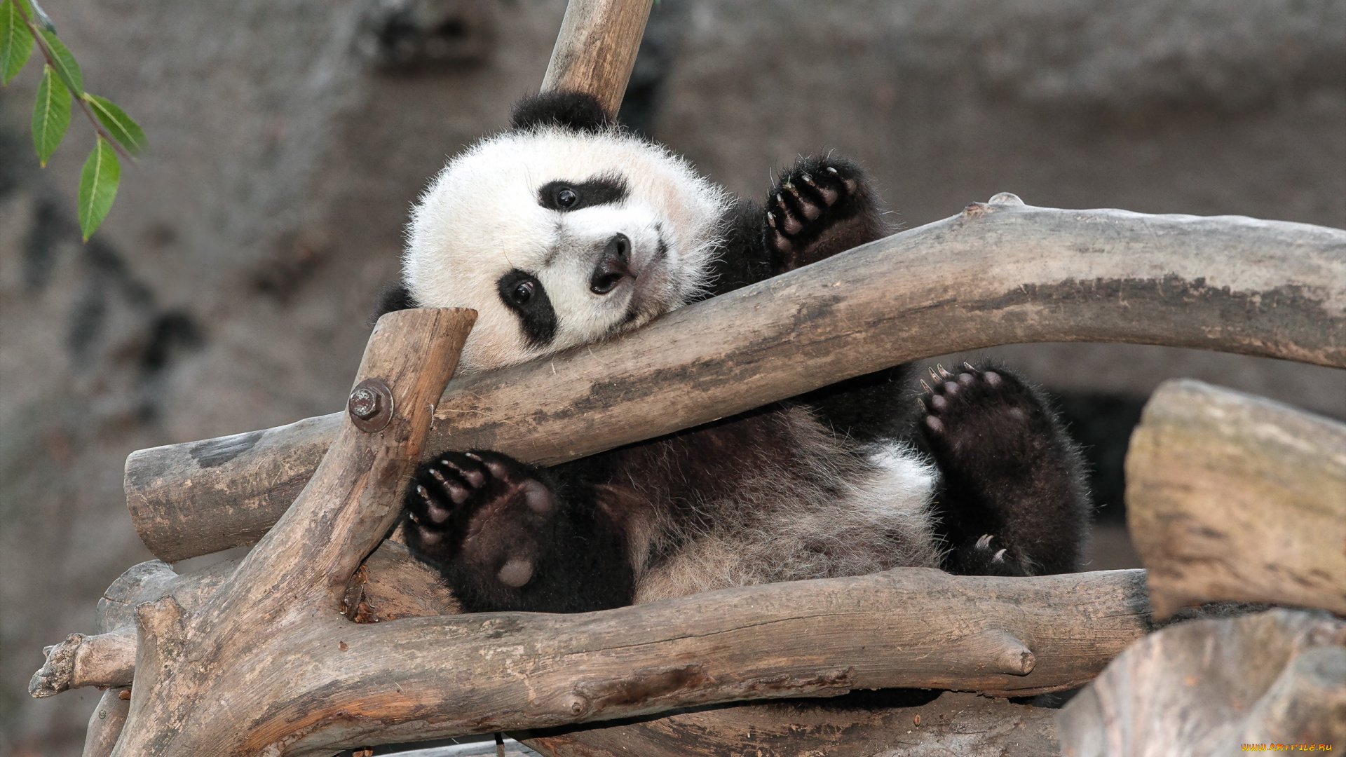 животные, панды, san, diego, bear, panda, zoo