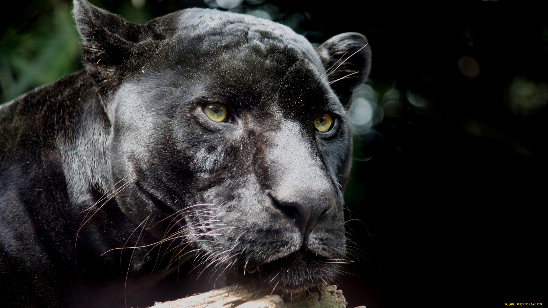 животные, пантеры, пантера, ягуар, черный, дикая, кошка