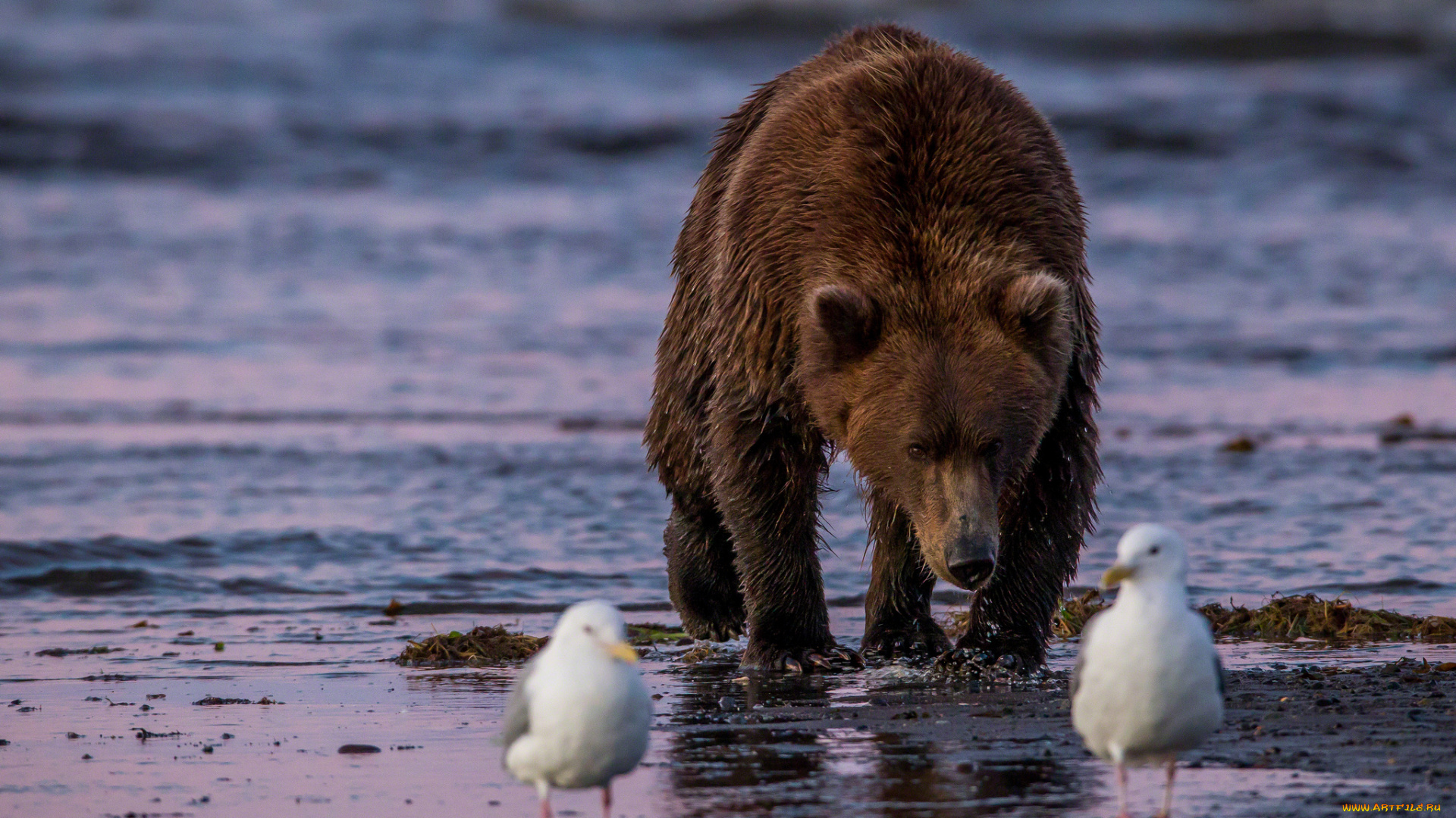 животные, разные, вместе, медведь, птицы, чайки