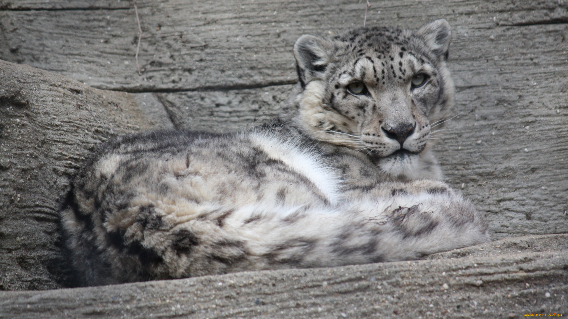 животные, снежный, барс, ирбис, леопард, дикая, кошка