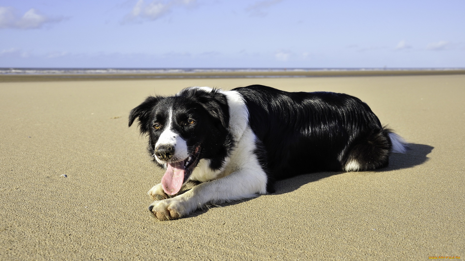 животные, собаки, лето, пляж, море, собака