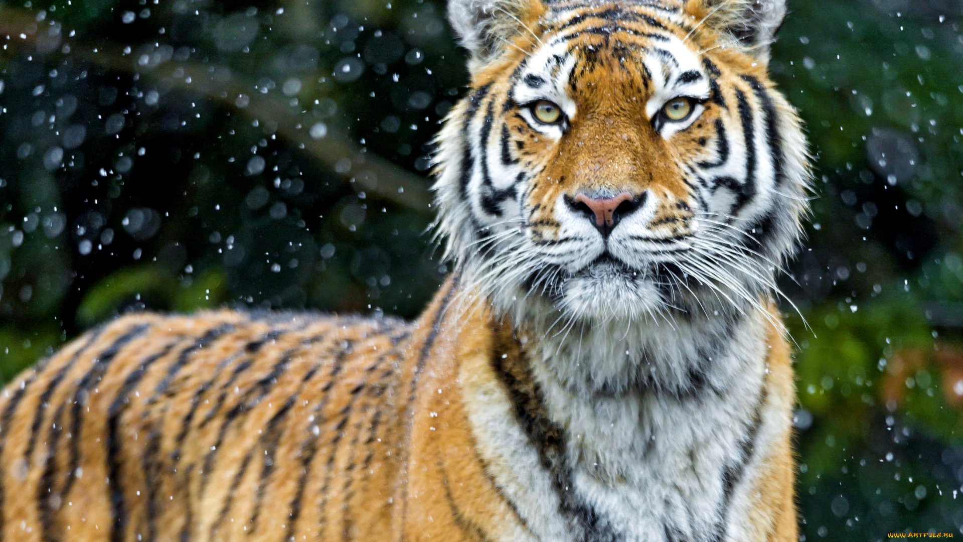 животные, тигры, морда, хищник