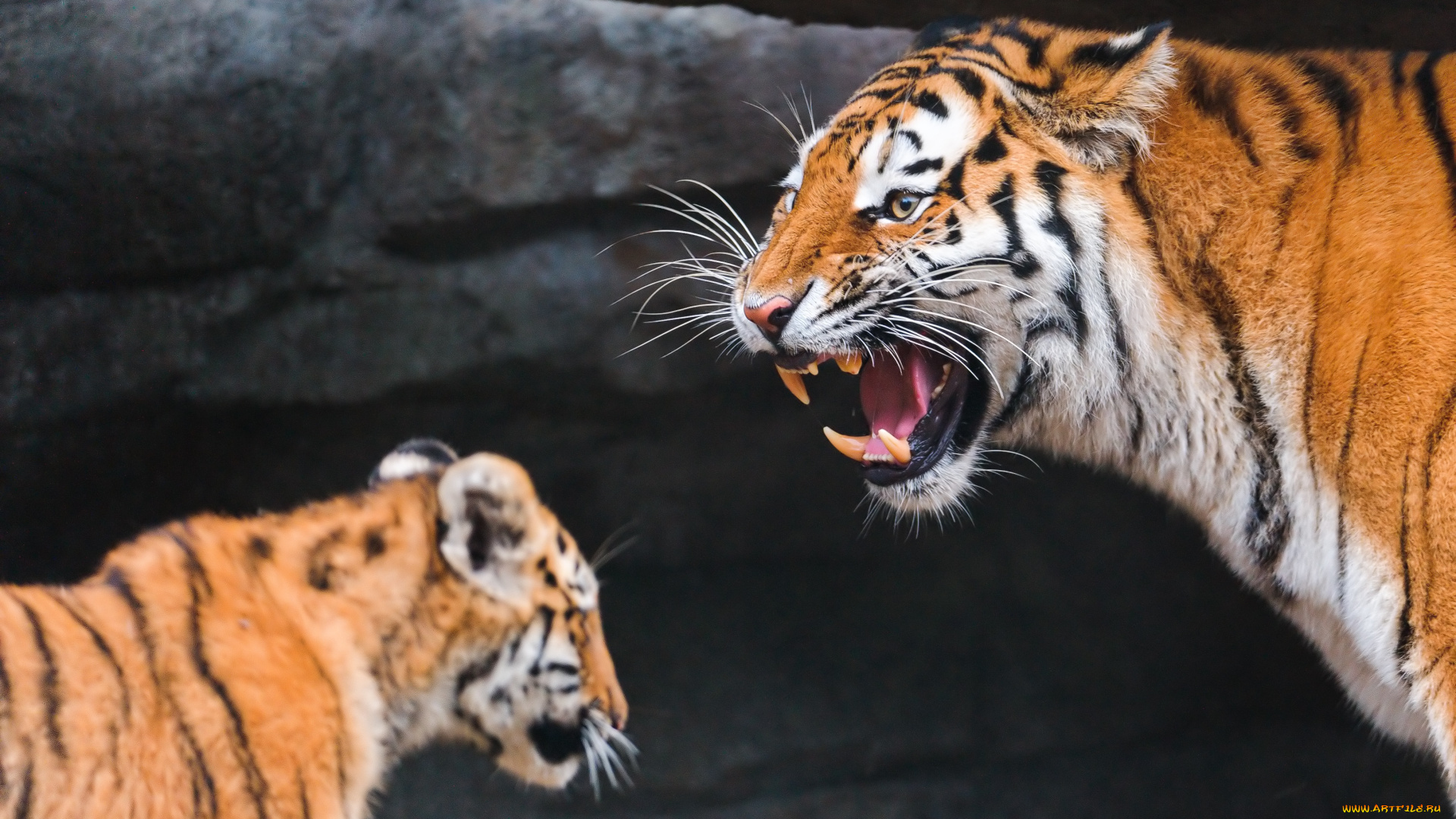 животные, тигры, тигр, дикая, кошка, тигренок, детеныш