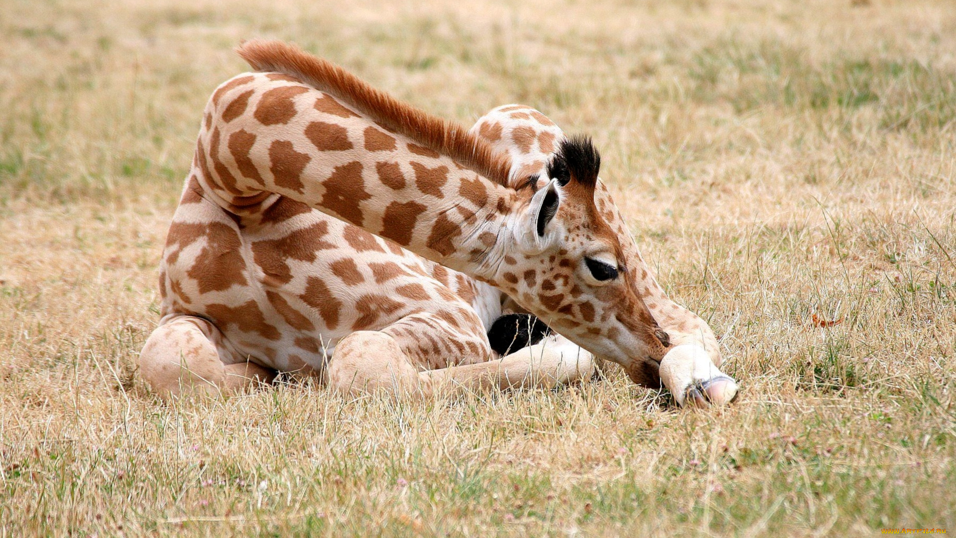 животные, жирафы, пятна, малыш