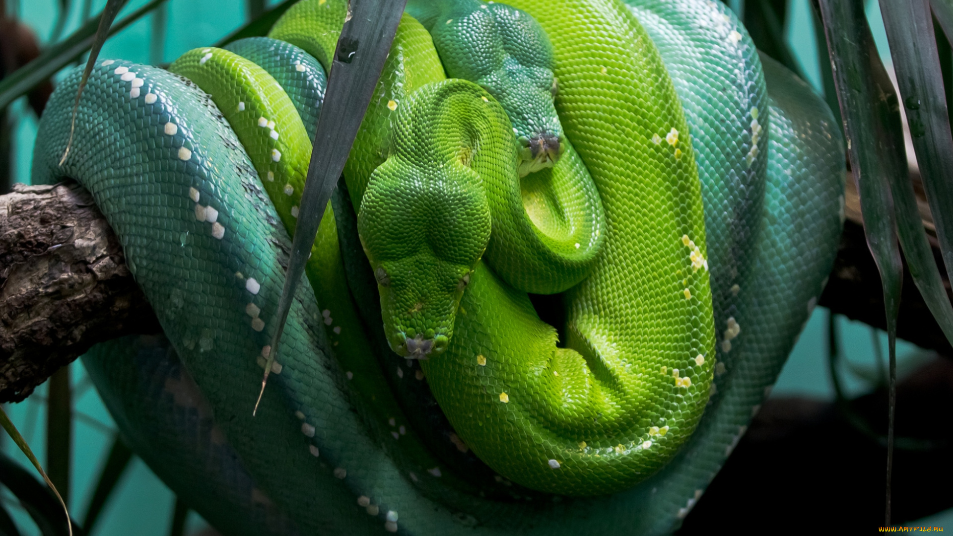 животные, змеи, питоны, кобры, пара, зеленый