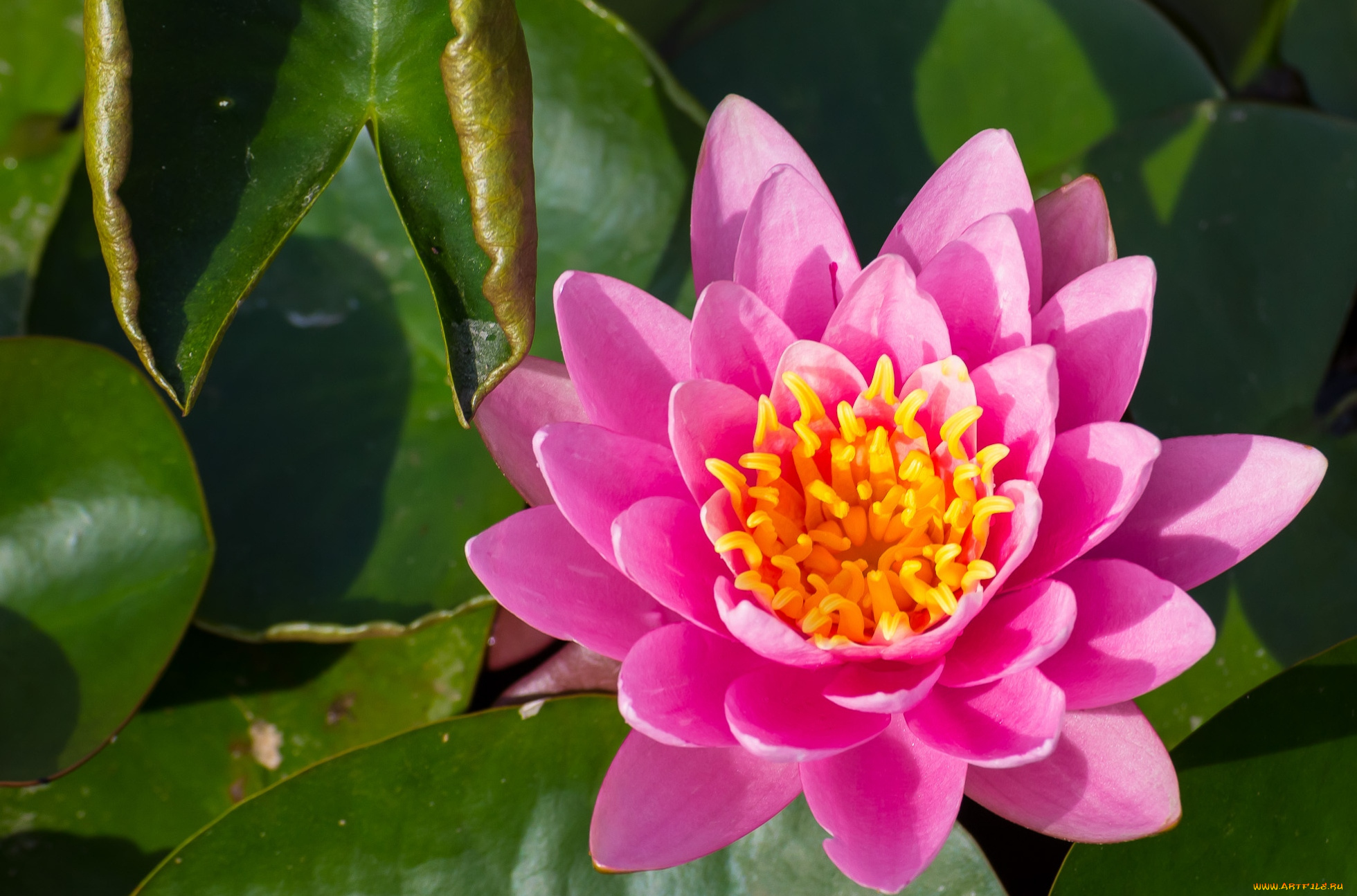 цветы, лилии, водяные, нимфеи, кувшинки, розовый