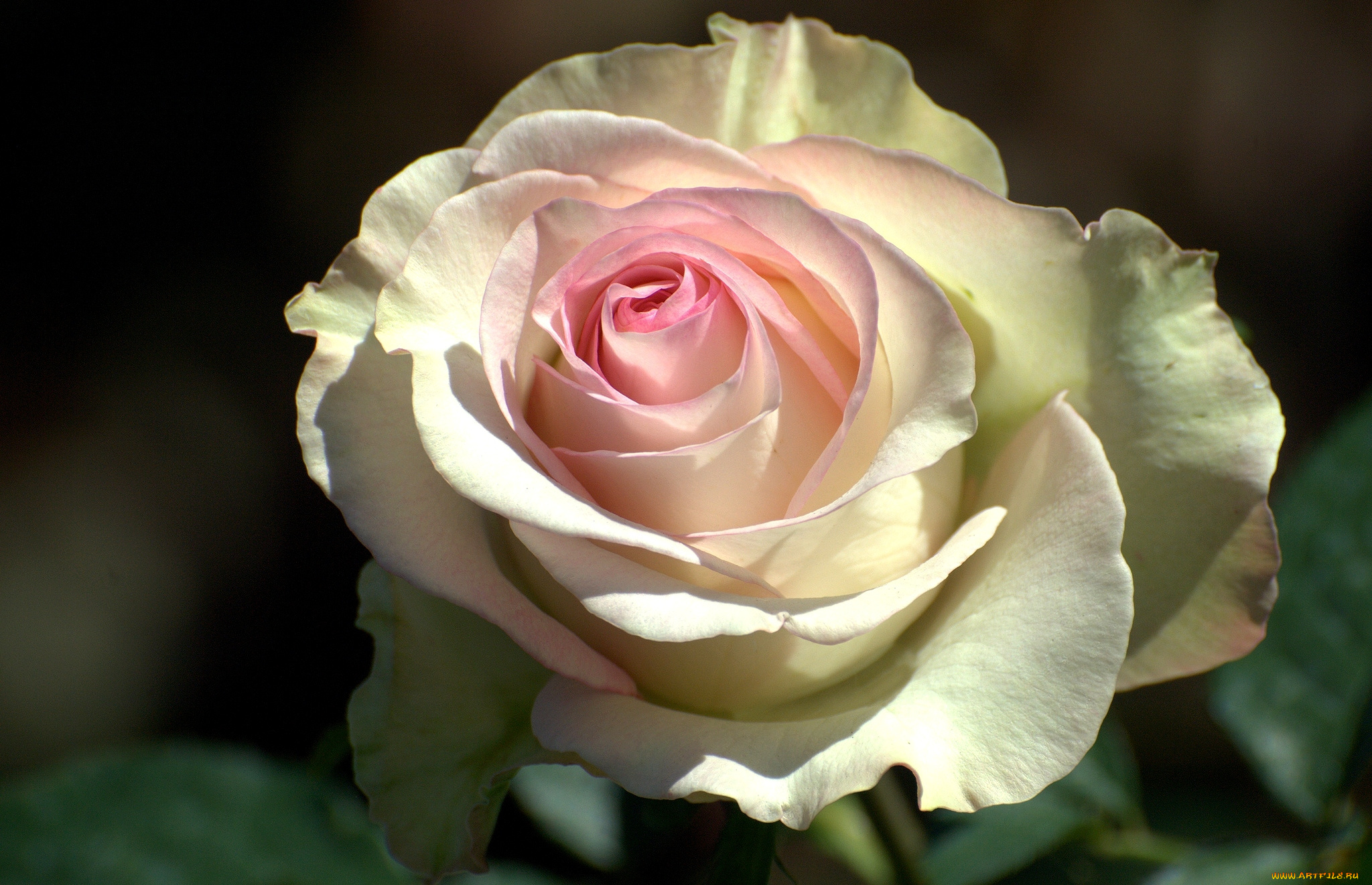 цветы, розы, лепестки