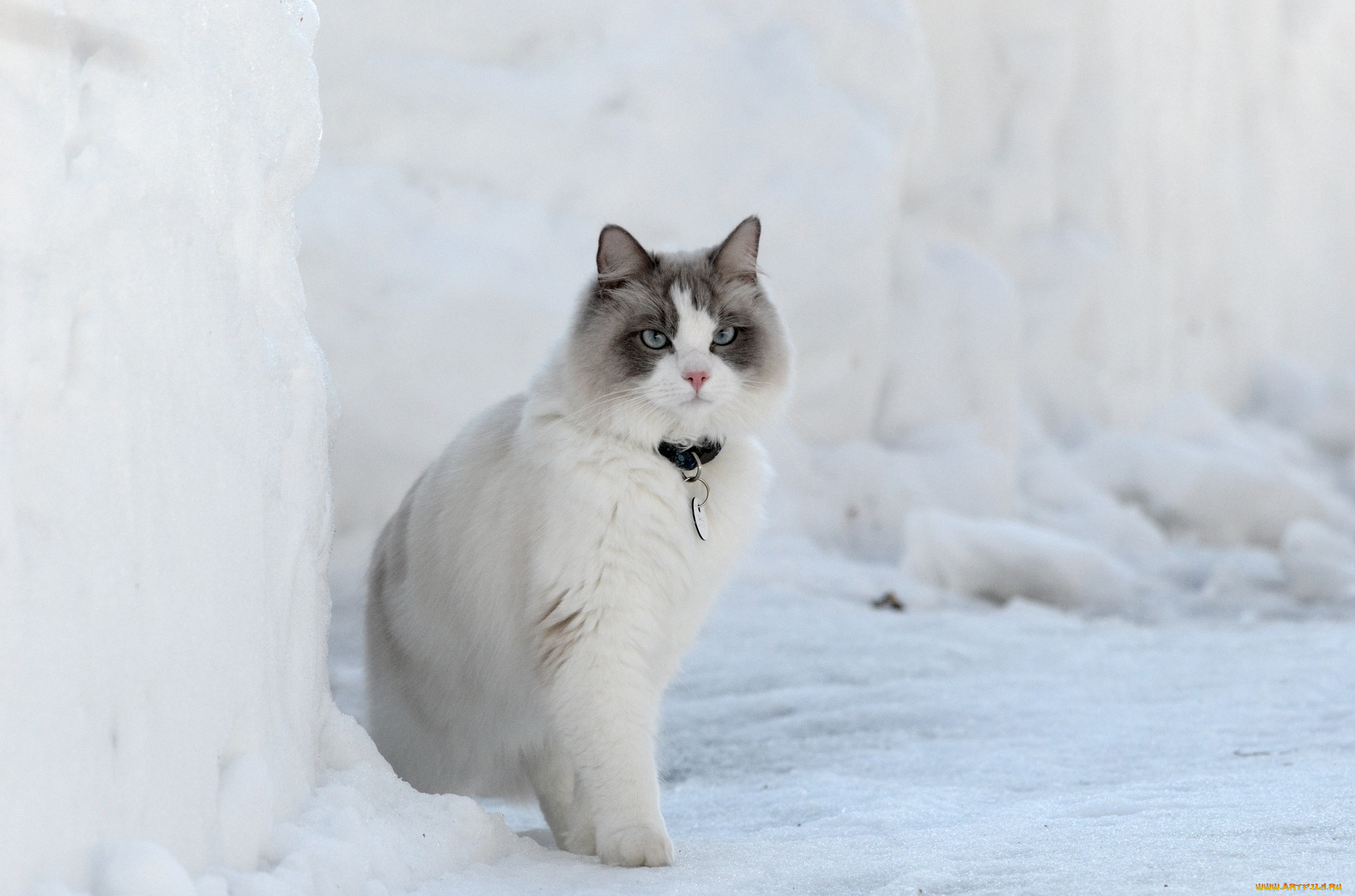 животные, коты, снег