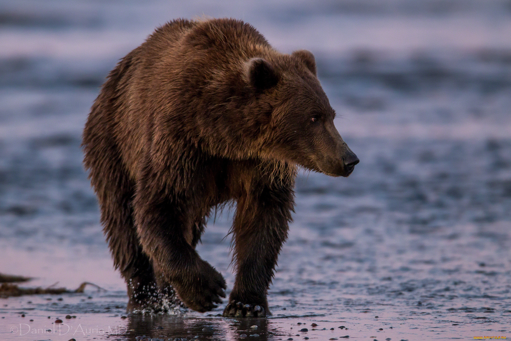 животные, медведи, топтыгин