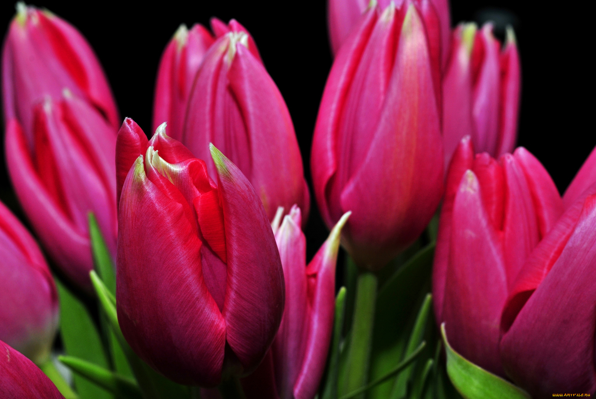 цветы, тюльпаны, бутоны, малиновый
