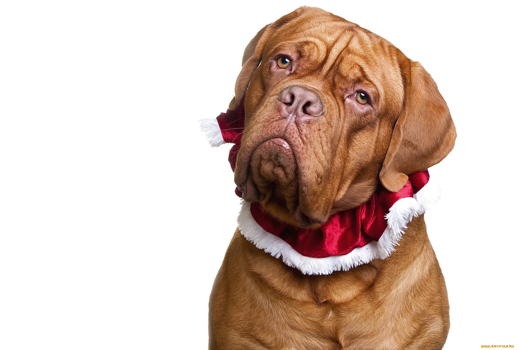 животные, собаки, морда, дог