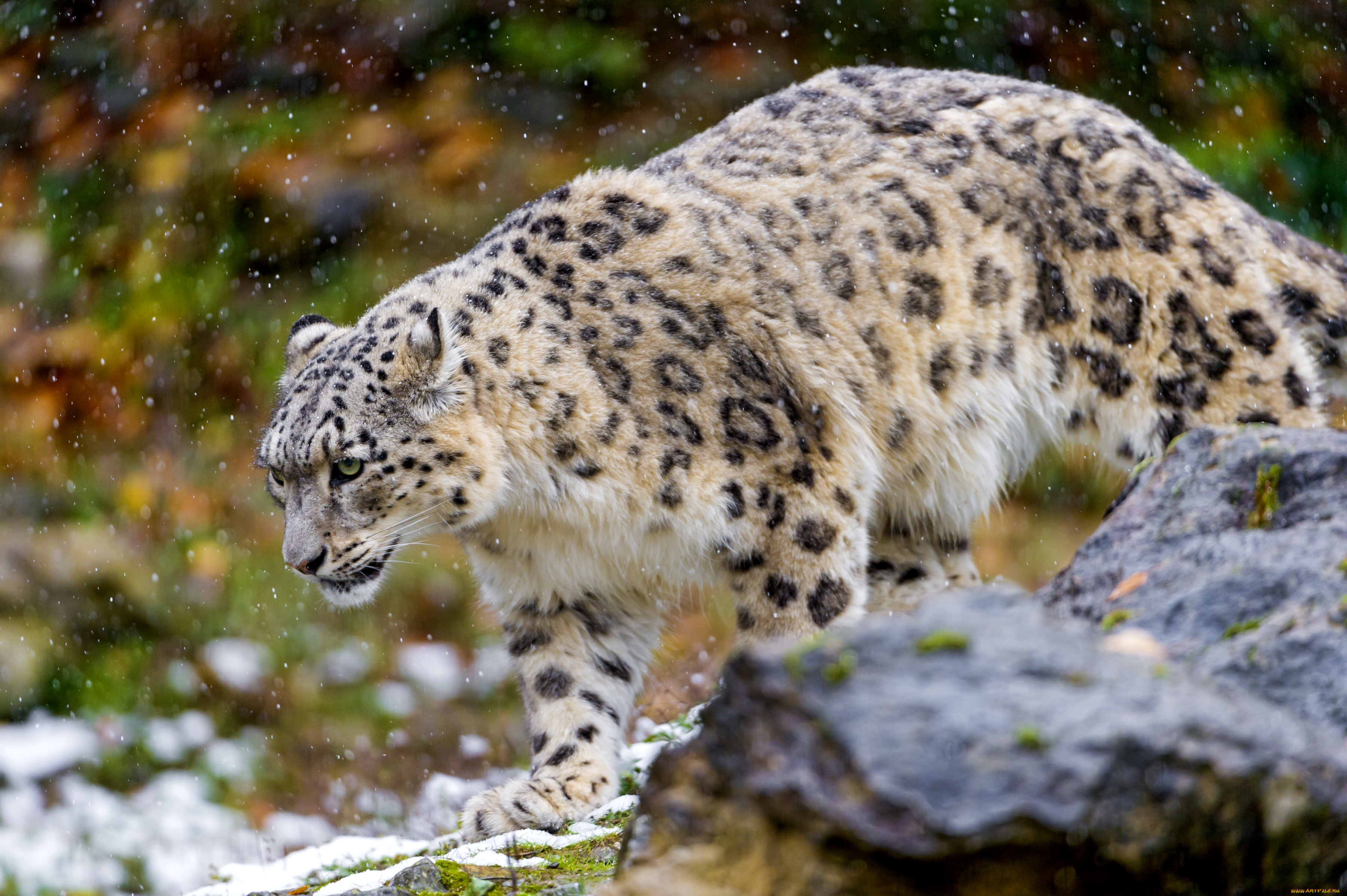 животные, снежный, барс, ирбис, хищник