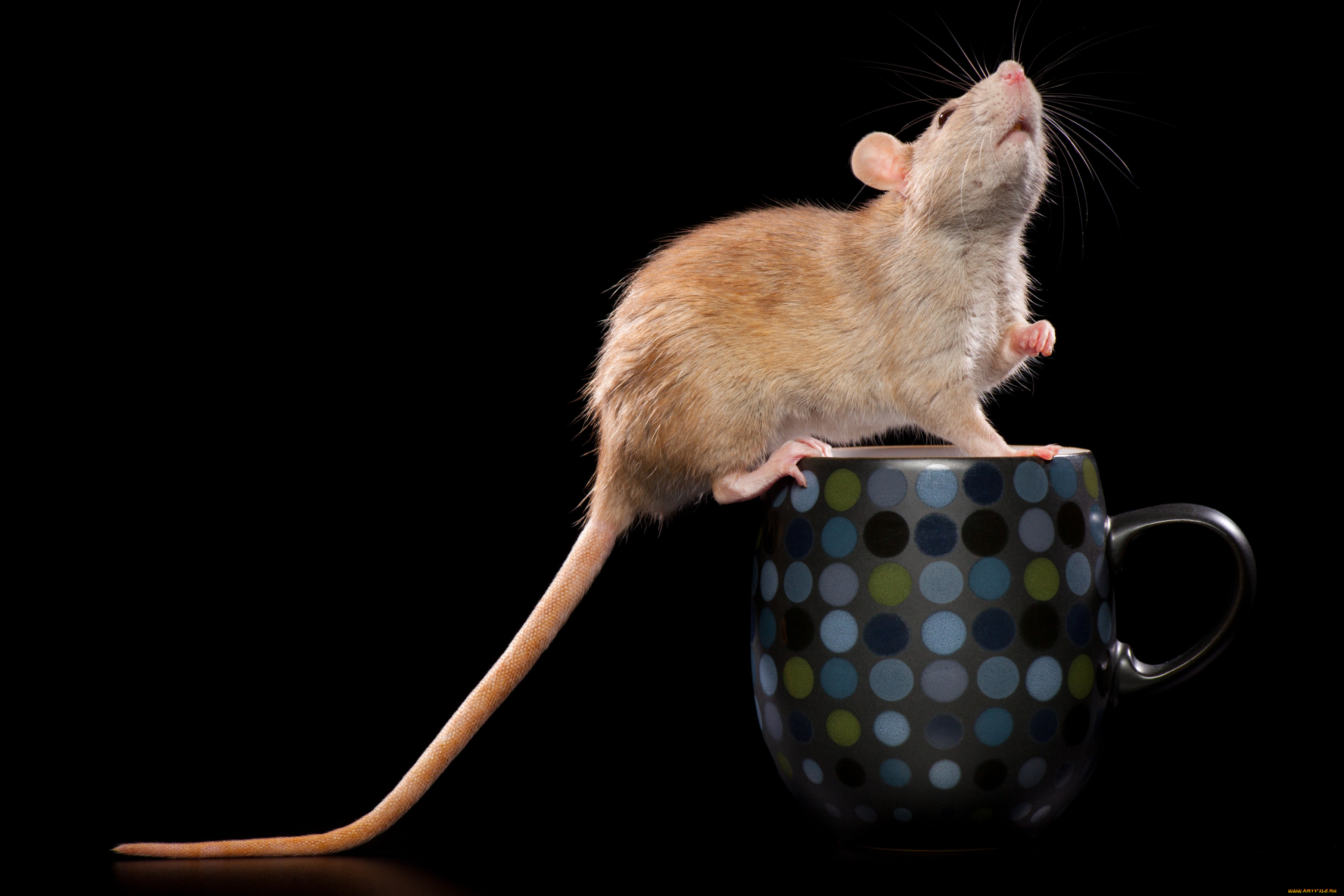 животные, крысы, мыши, чашка, хвост