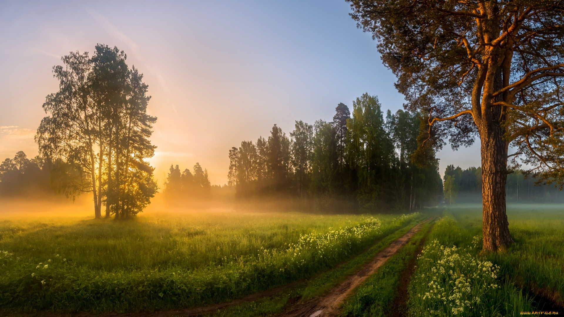 природа, дороги, дорожка, туман, рассвет, сосна, лашков, фёдор